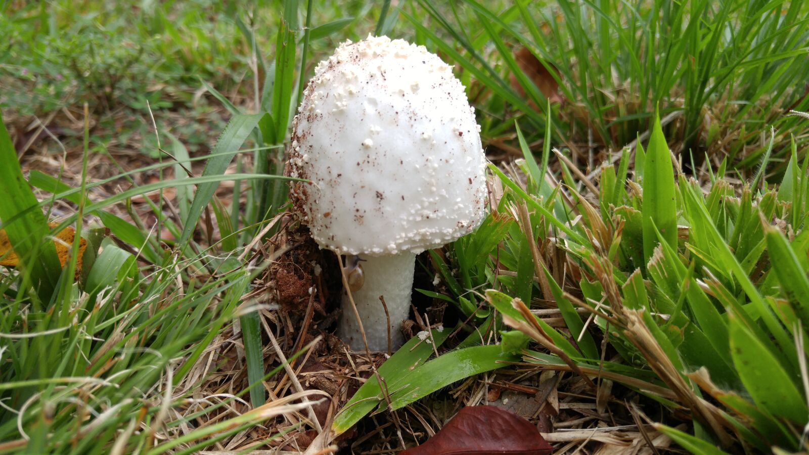 LG G4 sample photo. Mushroom, fungus, amanita photography