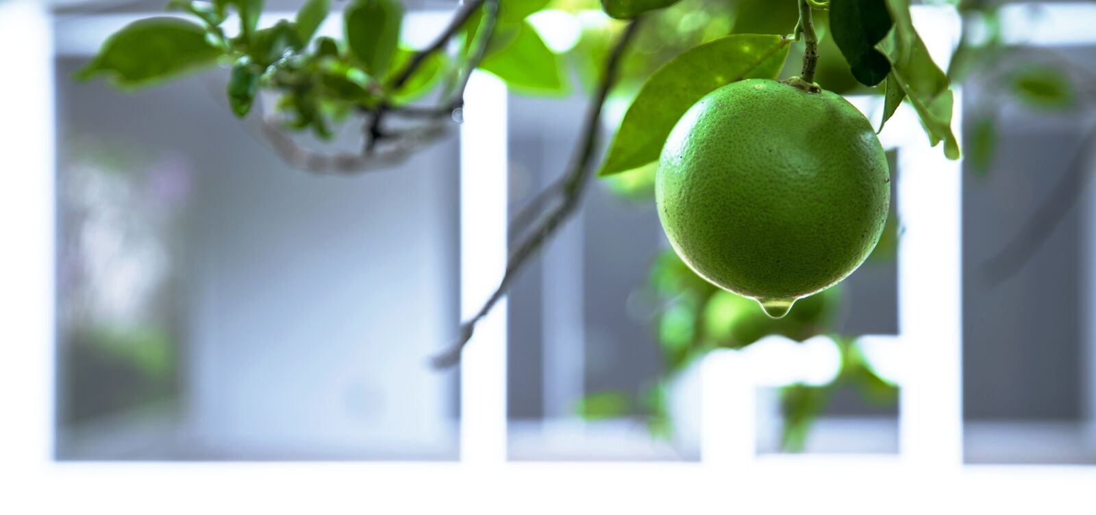 Canon EF 16-35mm F2.8L III USM sample photo. Citrus, orange, lemon photography