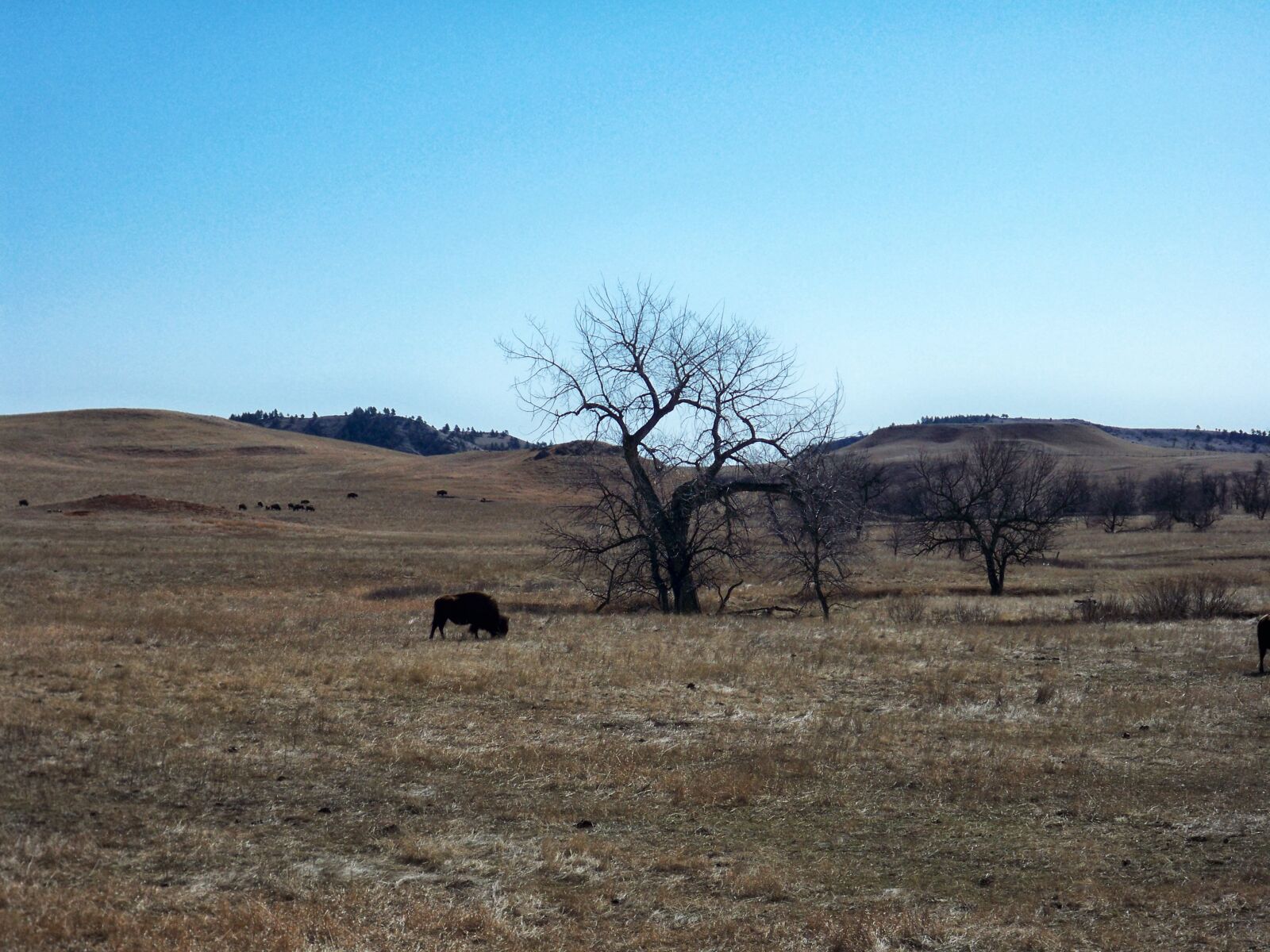 Kodak EASYSHARE M1093 IS DIGITAL CAMERA sample photo. Buffalo photography