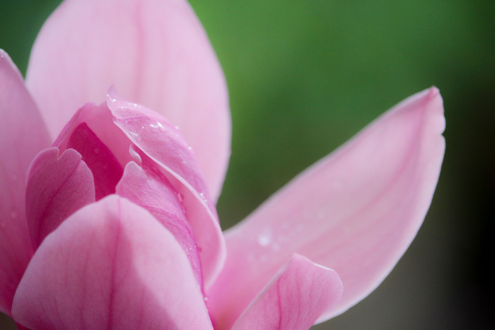 Canon EOS 700D (EOS Rebel T5i / EOS Kiss X7i) sample photo. Magnolia, pink, spring photography