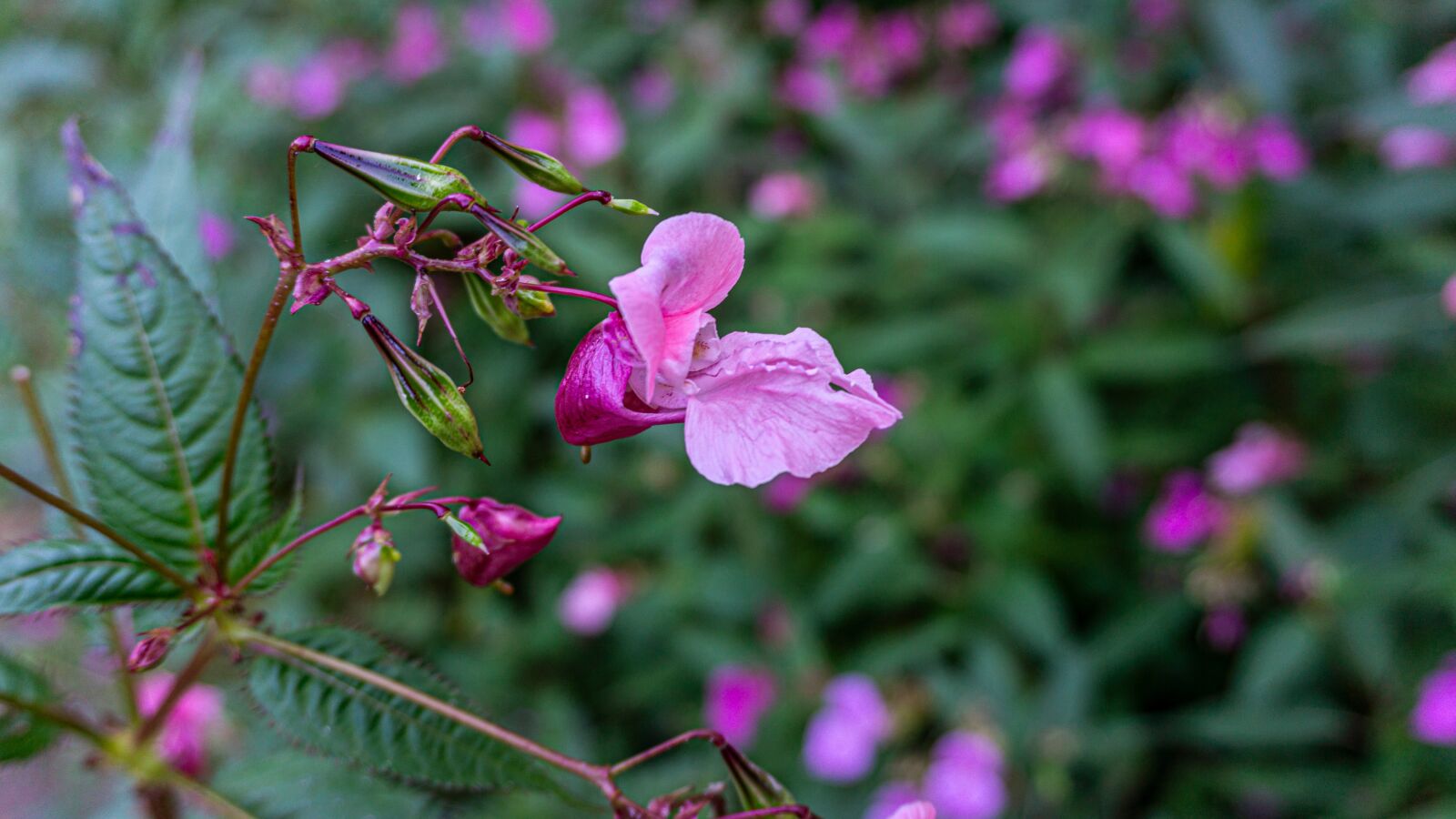 Sony E 16-50mm F3.5-5.6 PZ OSS sample photo. Plant, blossom, bloom photography