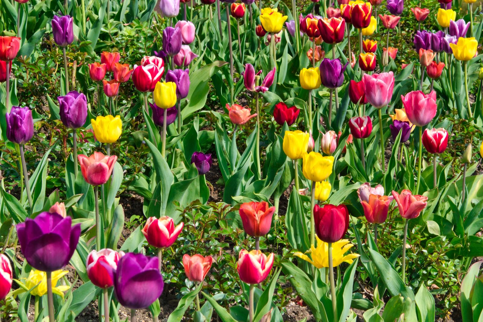 Nikon D7500 sample photo. Tulips, background, texture photography