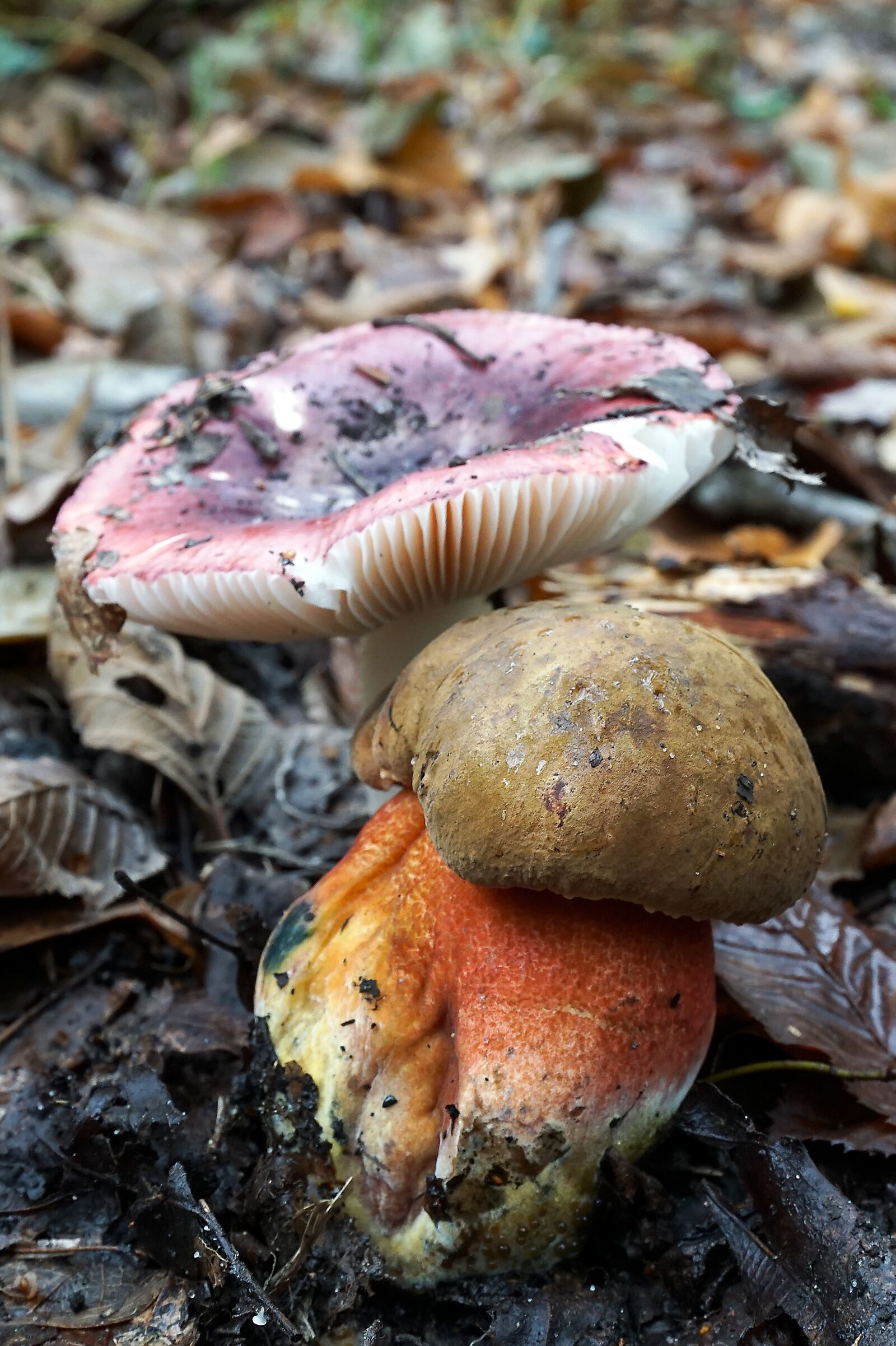 Sony a6000 sample photo. Mushrooms, russula, witches placidus photography