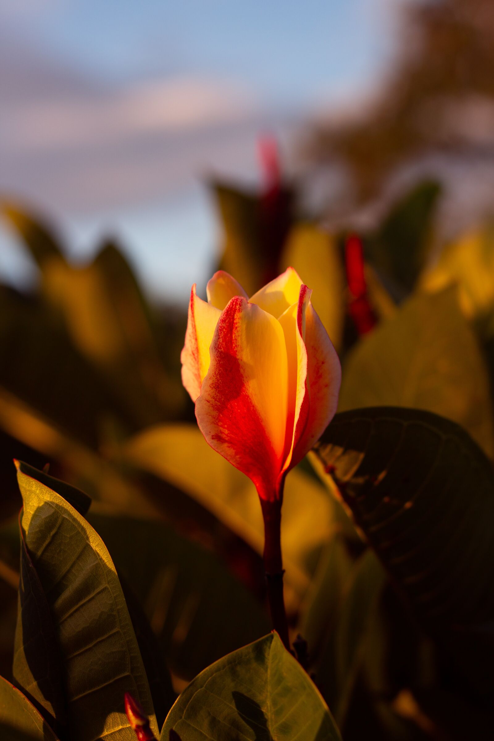 Canon EOS 700D (EOS Rebel T5i / EOS Kiss X7i) + Canon EF 50mm F1.8 STM sample photo. Plumeria flowers, flowers, nature photography