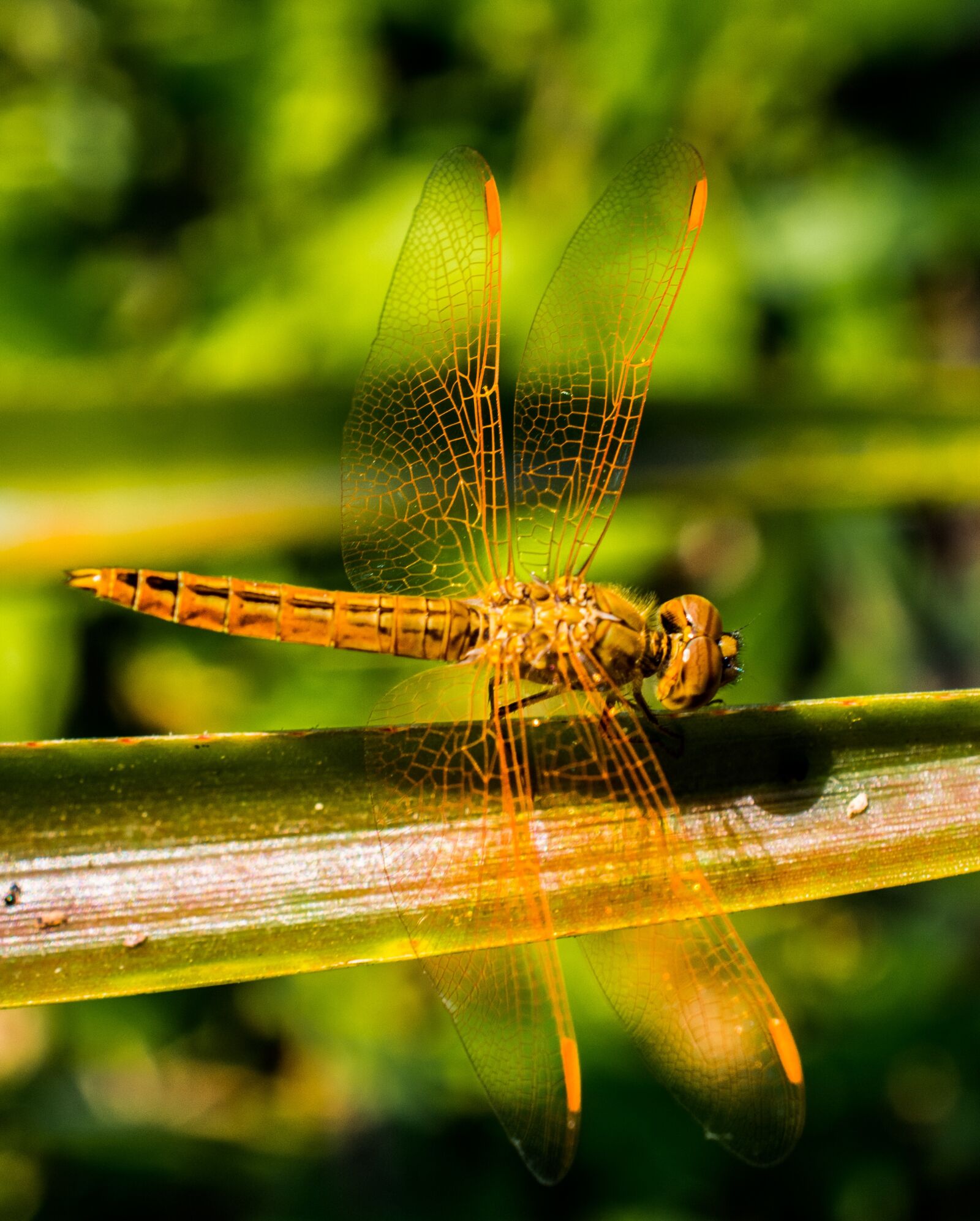 Nikon D5200 sample photo. Dragonfly, insect, animal photography