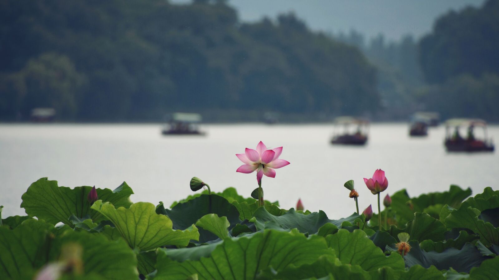 Nikon D7200 sample photo. Flower, flowering, leaf photography