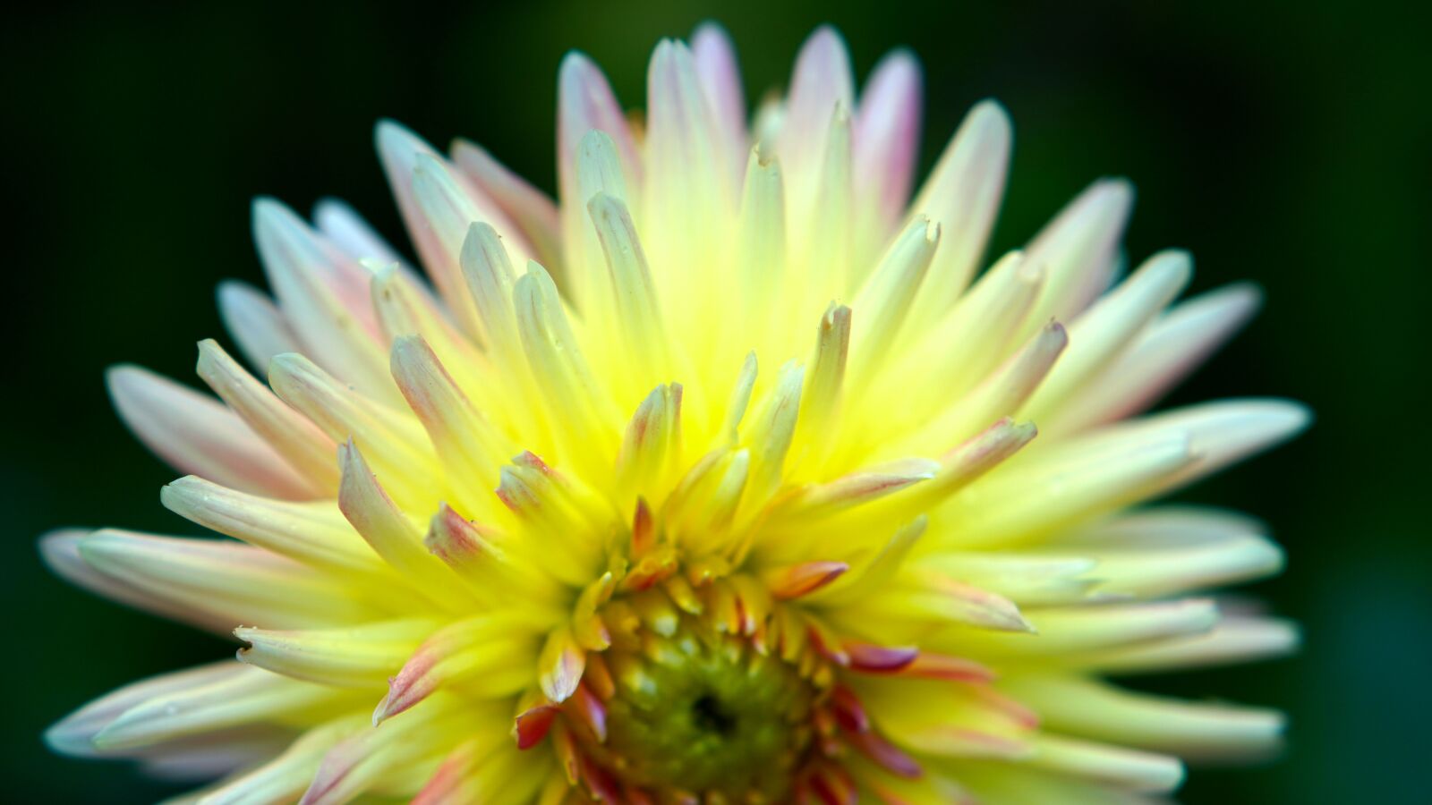 Sony a6400 + E 50mm F1.8 OSS sample photo. Dahlia, blossom, bloom photography