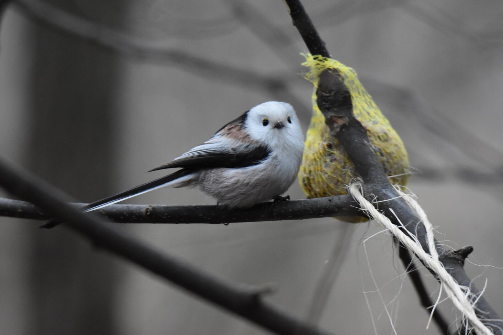 Nikon D7200 sample photo. őszapó, bird, bird feeding photography