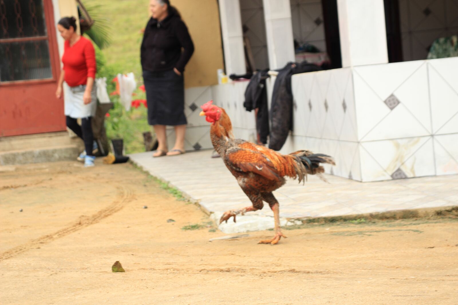 Canon EOS 1200D (EOS Rebel T5 / EOS Kiss X70 / EOS Hi) sample photo. Galo, terrero, campo photography