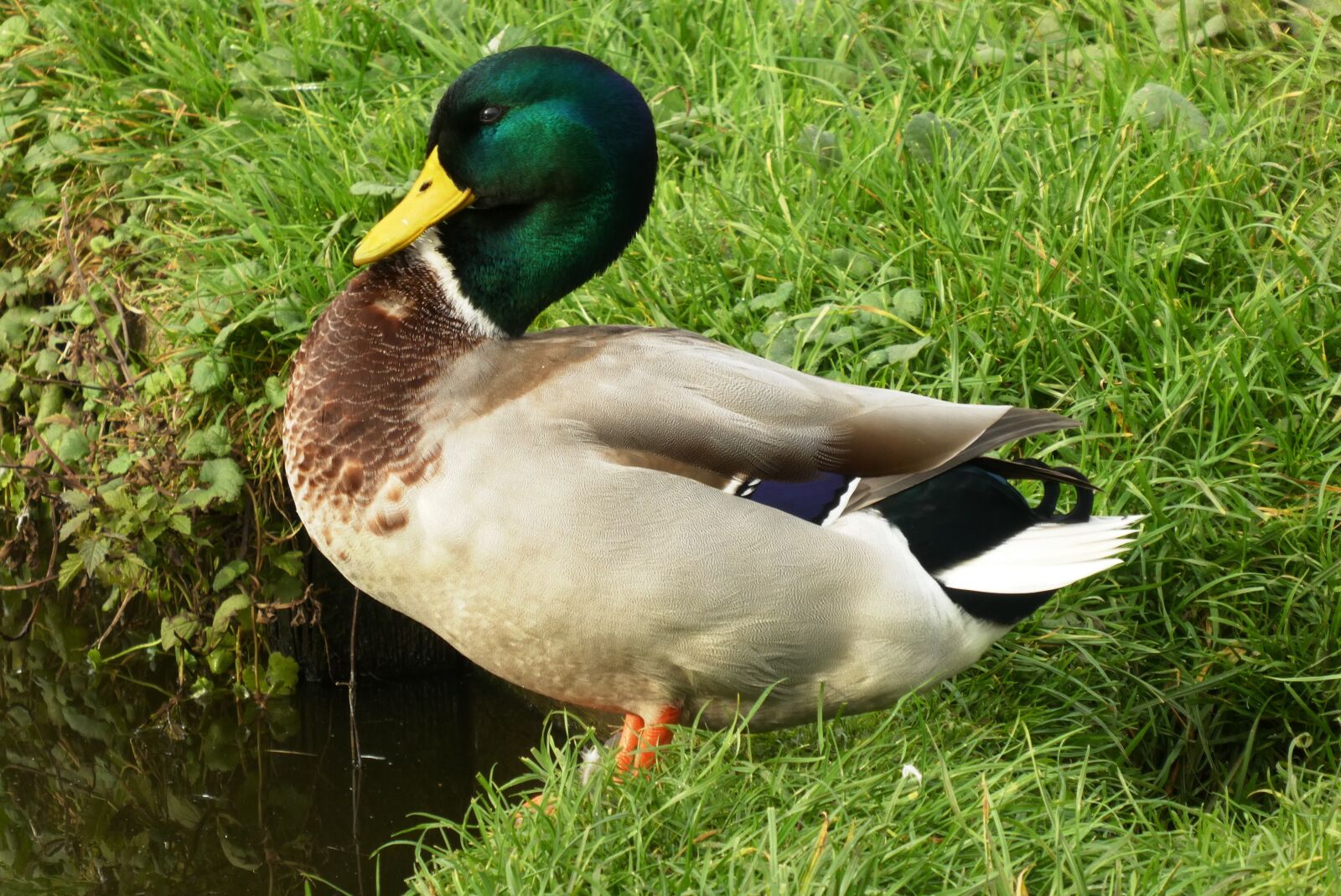 Panasonic Lumix DC-ZS70 (Lumix DC-TZ90) sample photo. Duck, ditch, nature photography