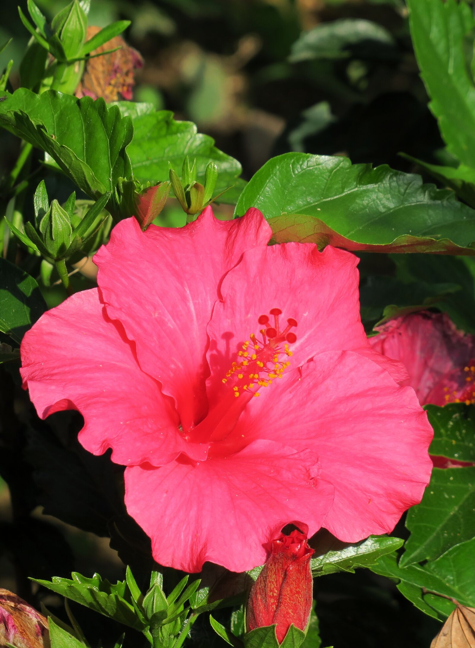 Canon PowerShot G3 X sample photo. Nature, plant, flower photography