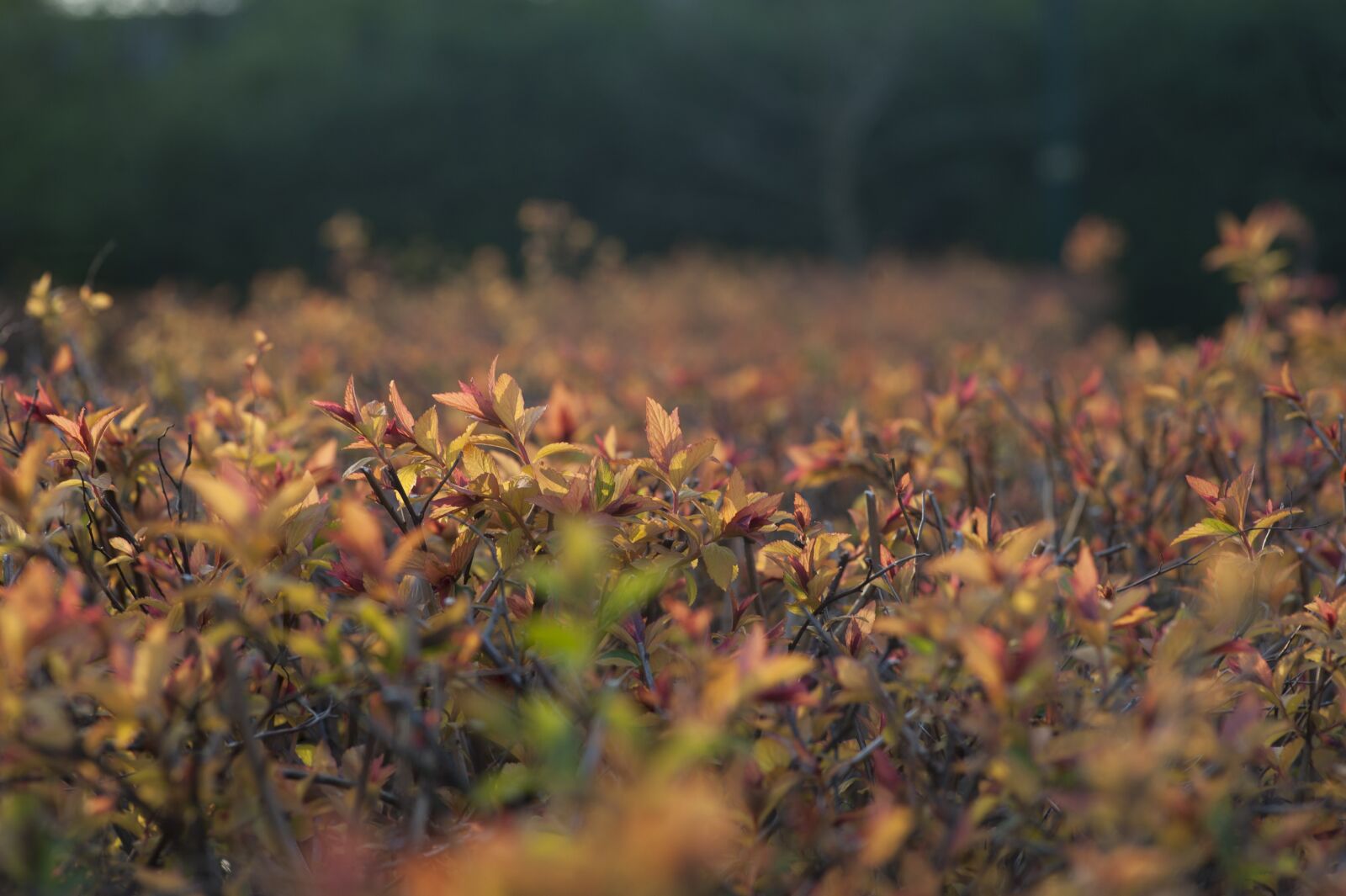 Nikon D700 sample photo. Leafs, red, nature photography