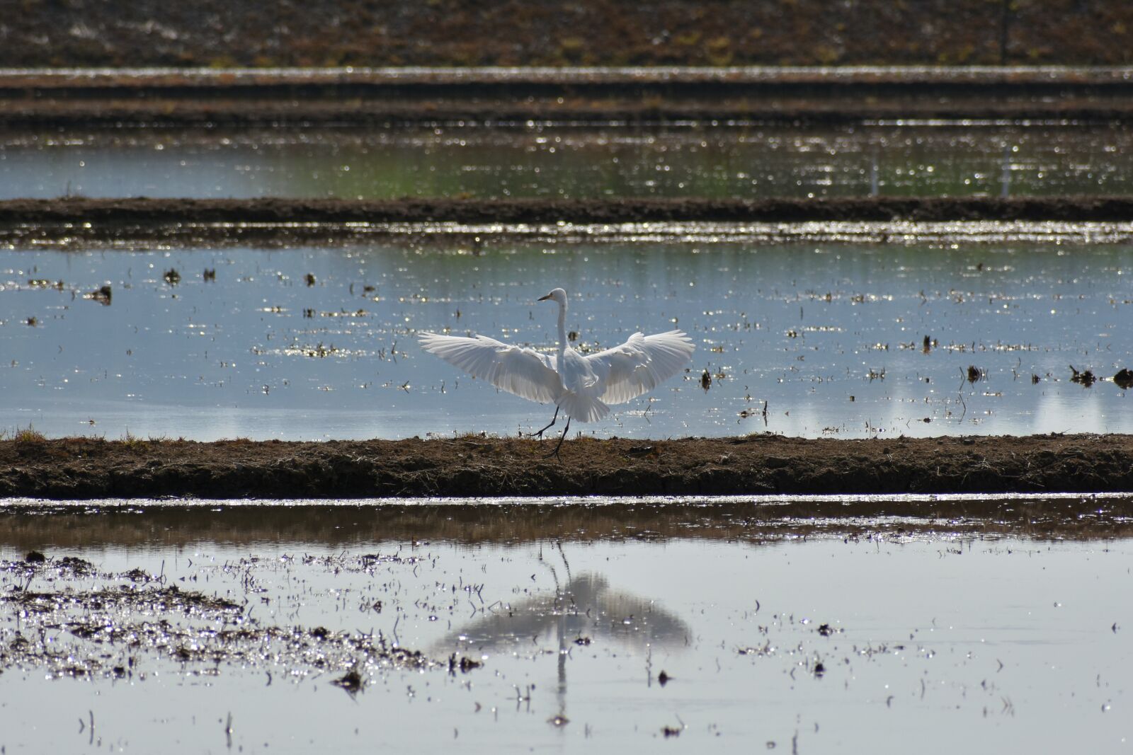 Nikon D7200 sample photo. Natural, landscape, paddy field photography