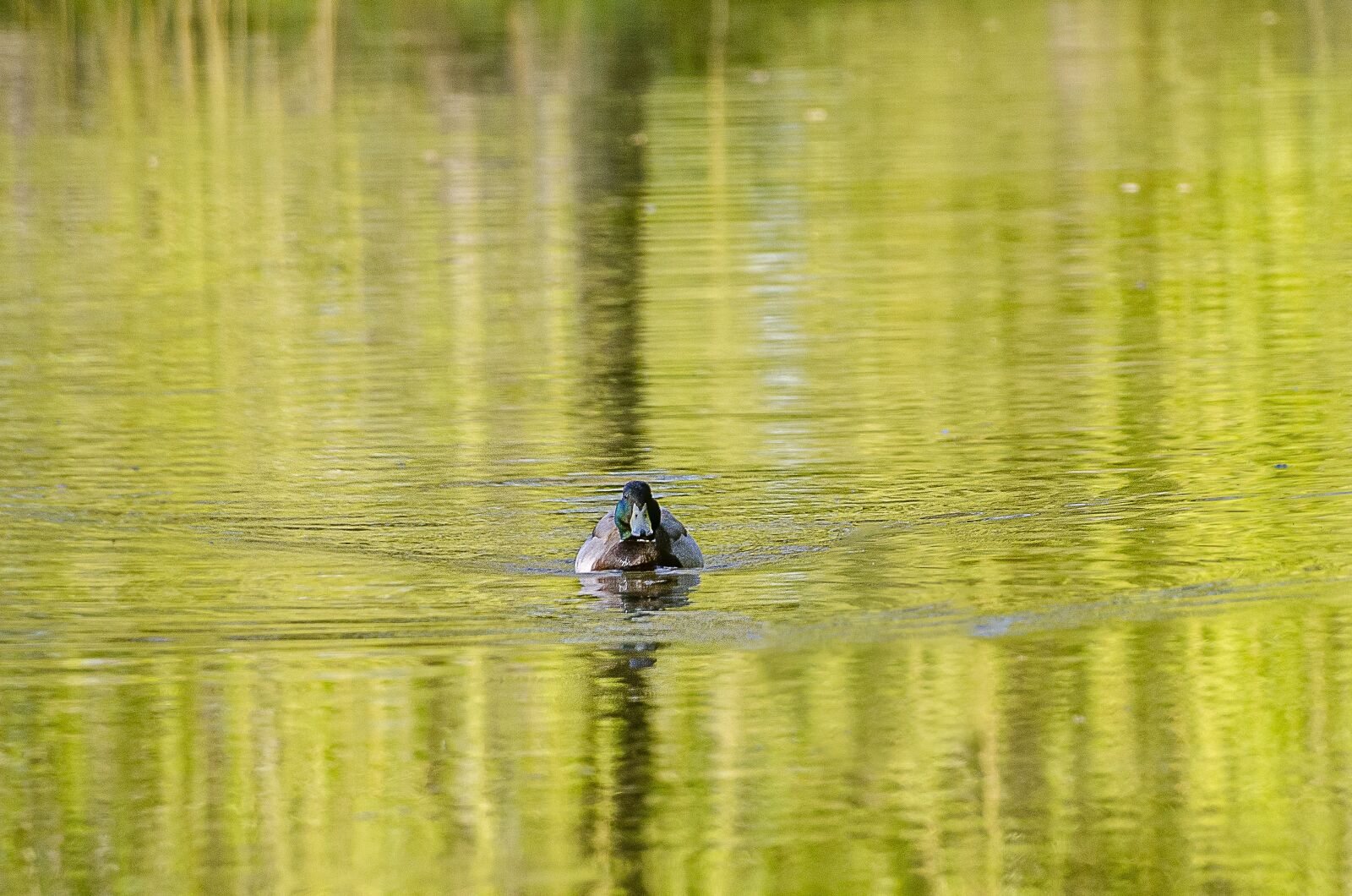 Nikon D7000 sample photo. Duck, mare, reflection photography