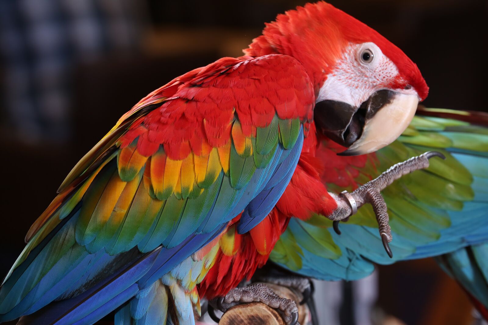 Canon EF 70-300mm F4-5.6L IS USM sample photo. Scarlet macaw tropical bird photography