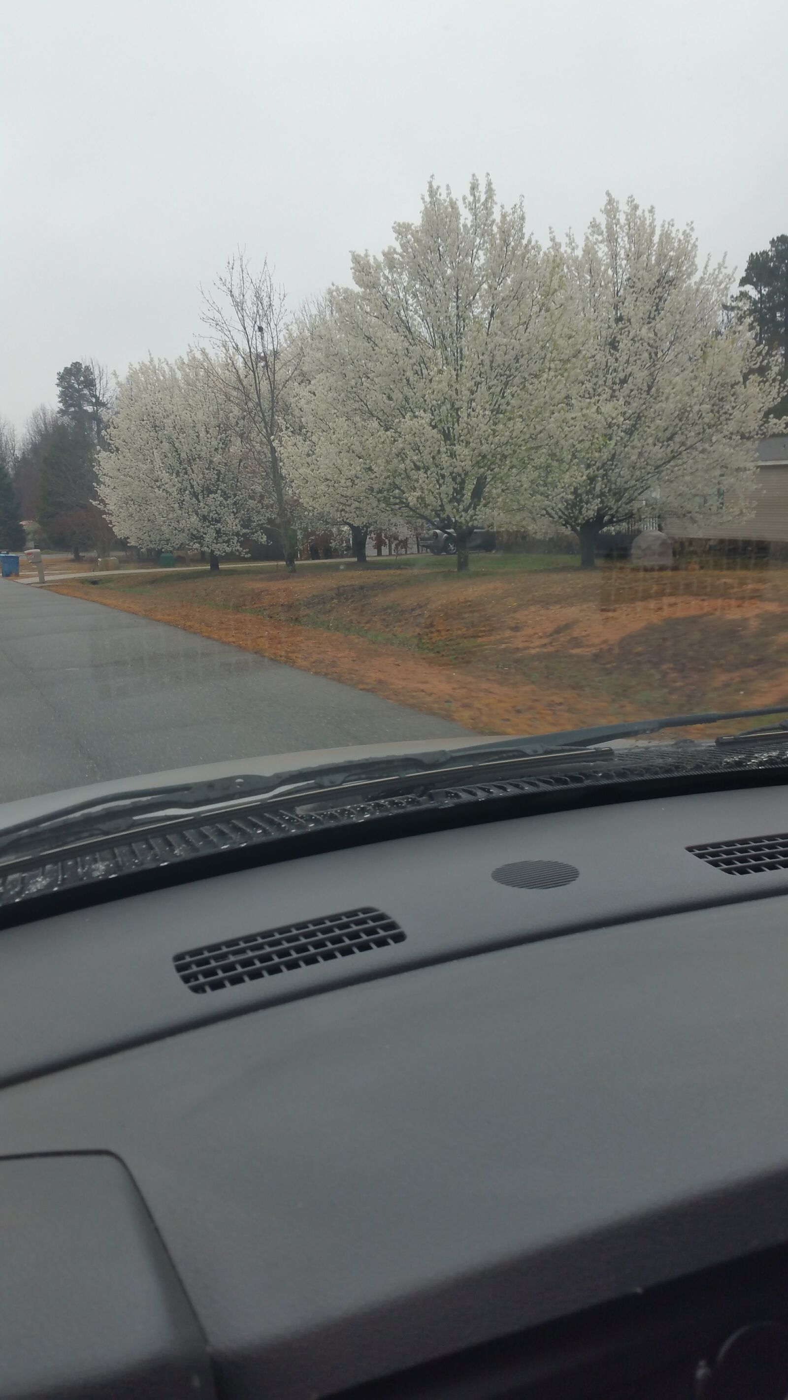 Samsung Galaxy Note4 sample photo. Trees, bloom, fall photography