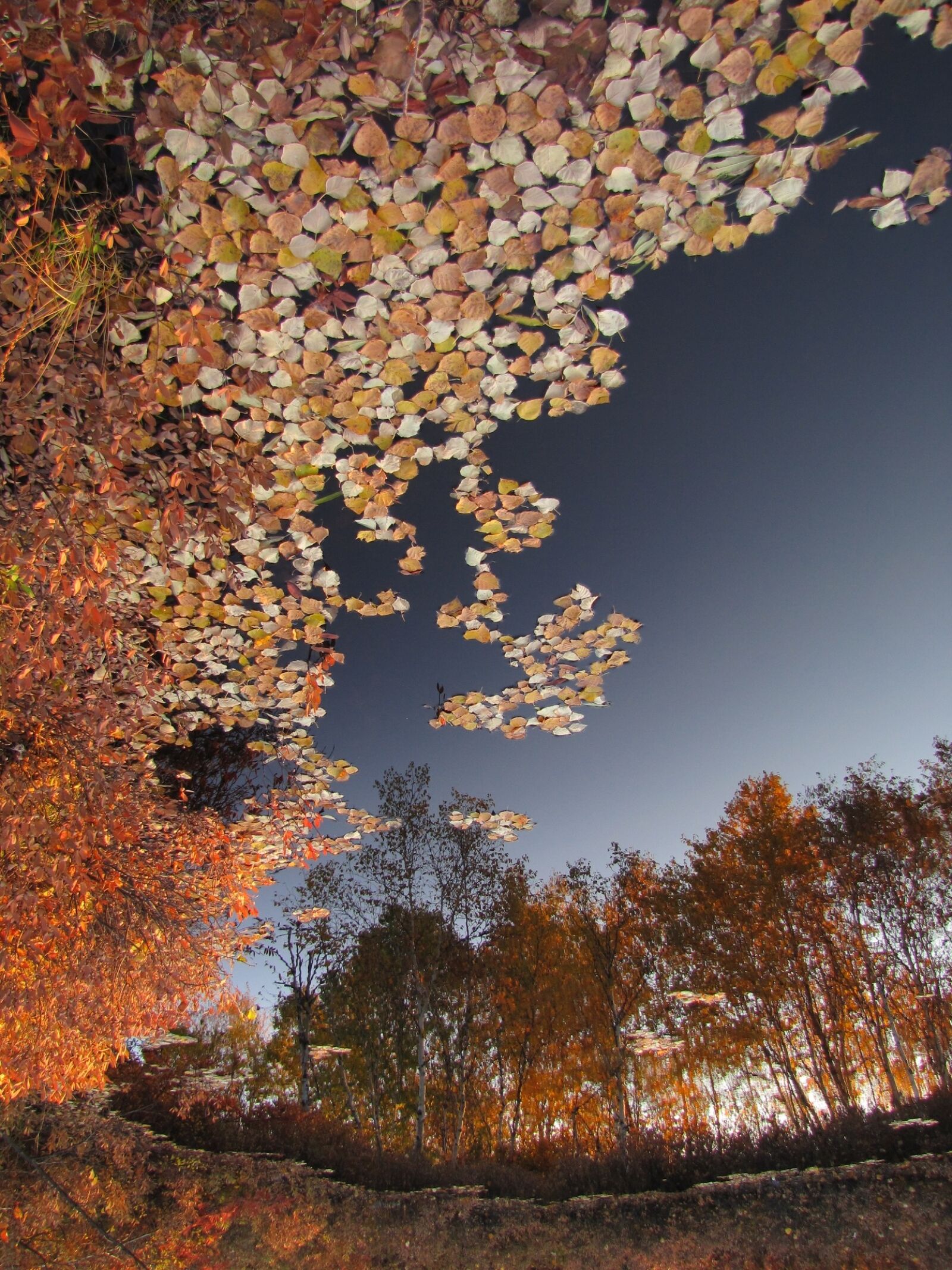 Canon PowerShot SX1 IS sample photo. Autumn, fallen foliage, water photography