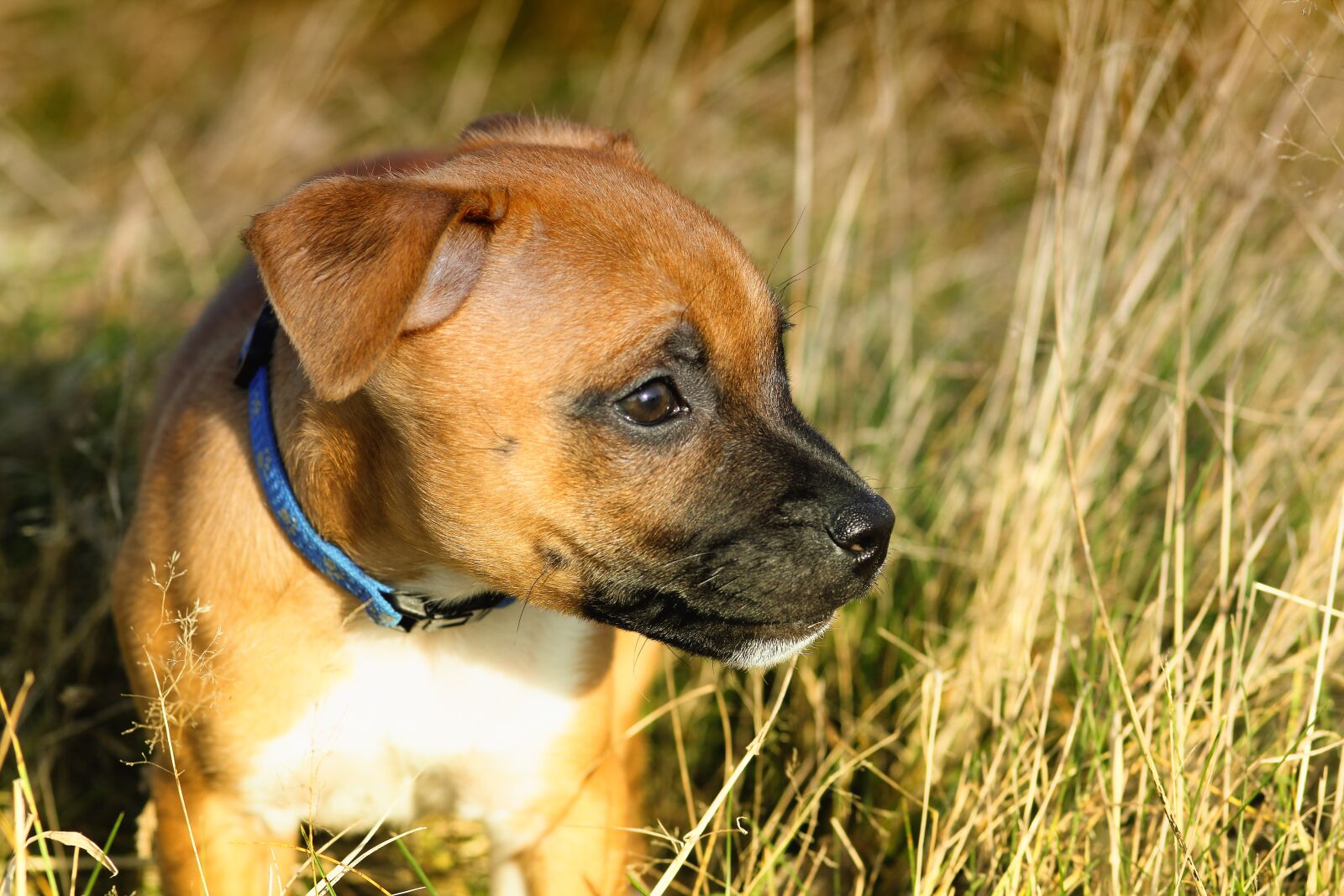 Canon EOS 550D (EOS Rebel T2i / EOS Kiss X4) sample photo. Animals, canine, cute, dog photography