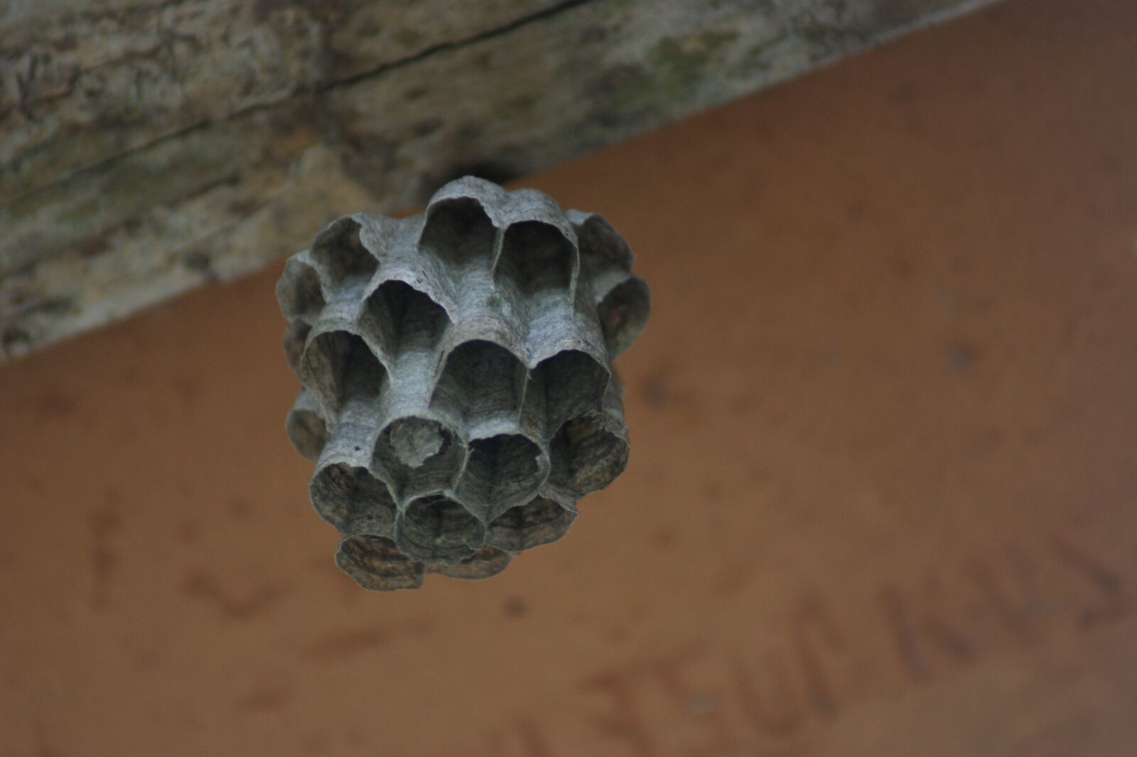 Sony Alpha DSLR-A390 sample photo. Nature, in, the photography