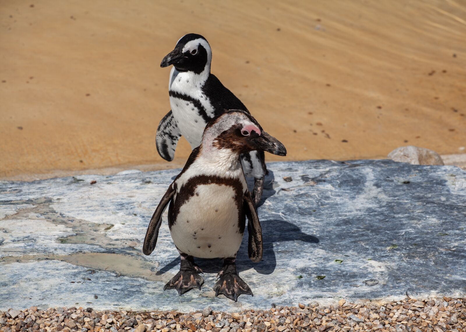 Canon EF 70-200mm F4L USM sample photo. African penguin, penguin, penguin photography