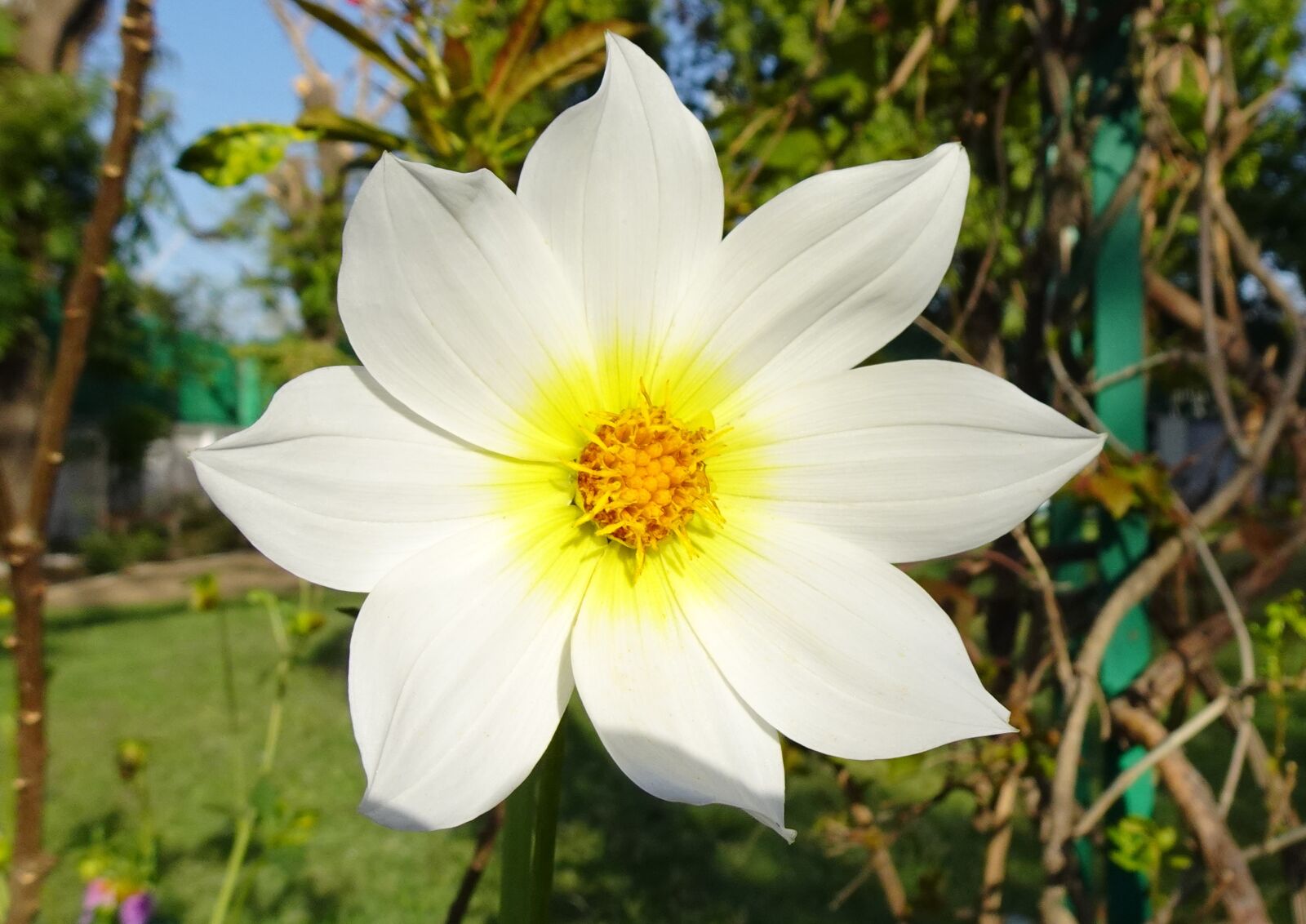 Sony DSC-WX800 sample photo. Flower, dahlia, singles photography