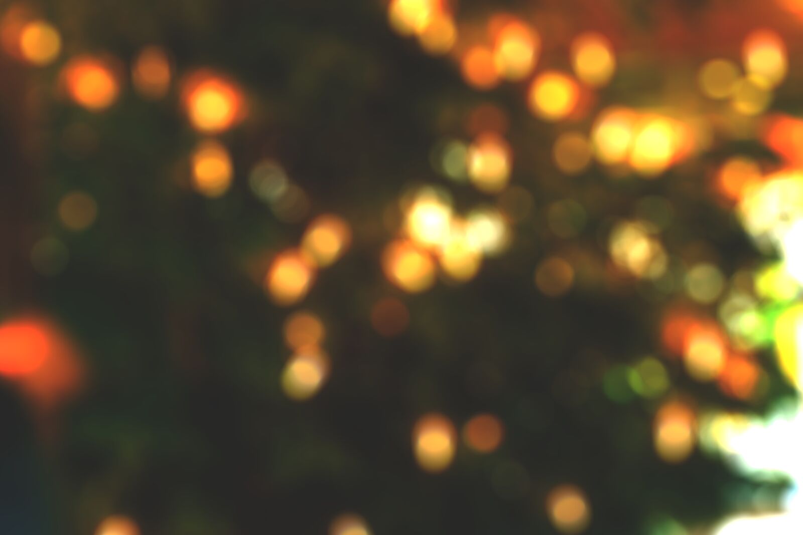 Nikon D5300 sample photo. Christmas, tree, lights photography