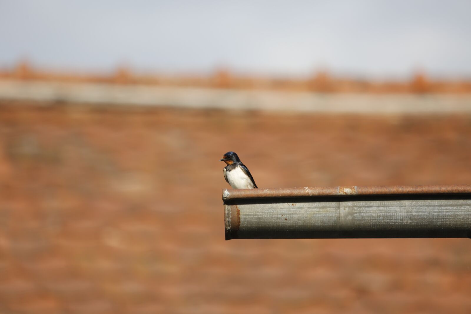 Canon EF 100-400mm F4.5-5.6L IS USM sample photo. Schwalbe, bird, barn swallow photography