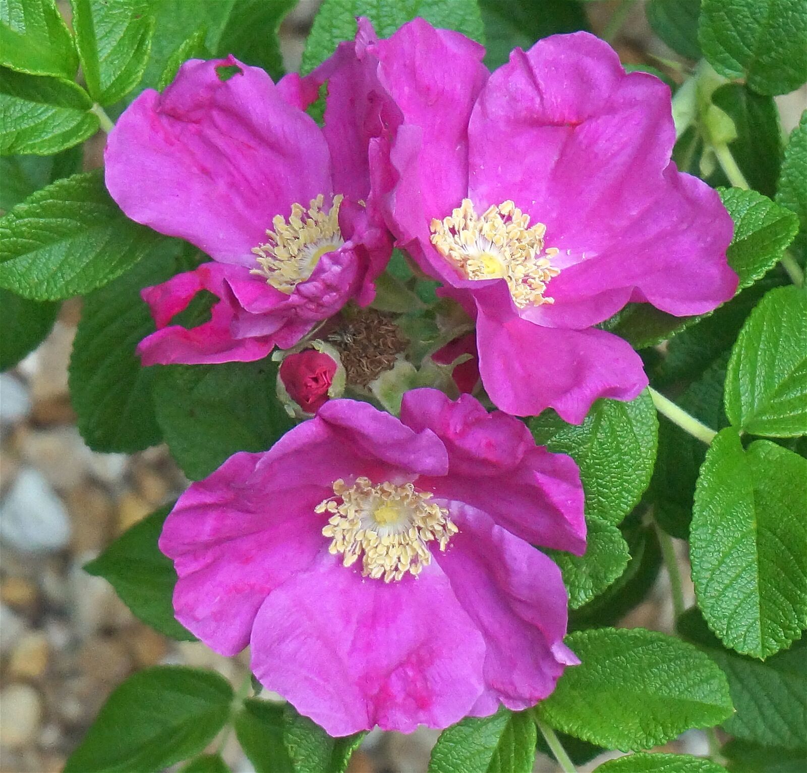 Sony Alpha NEX-5T sample photo. Rose trio and a photography