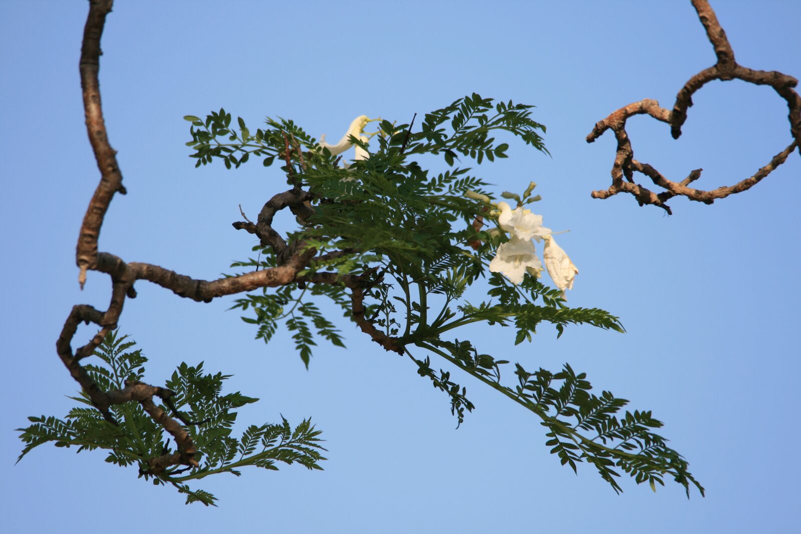 Canon EOS 400D (EOS Digital Rebel XTi / EOS Kiss Digital X) sample photo. Tree, jakaranda, flower photography