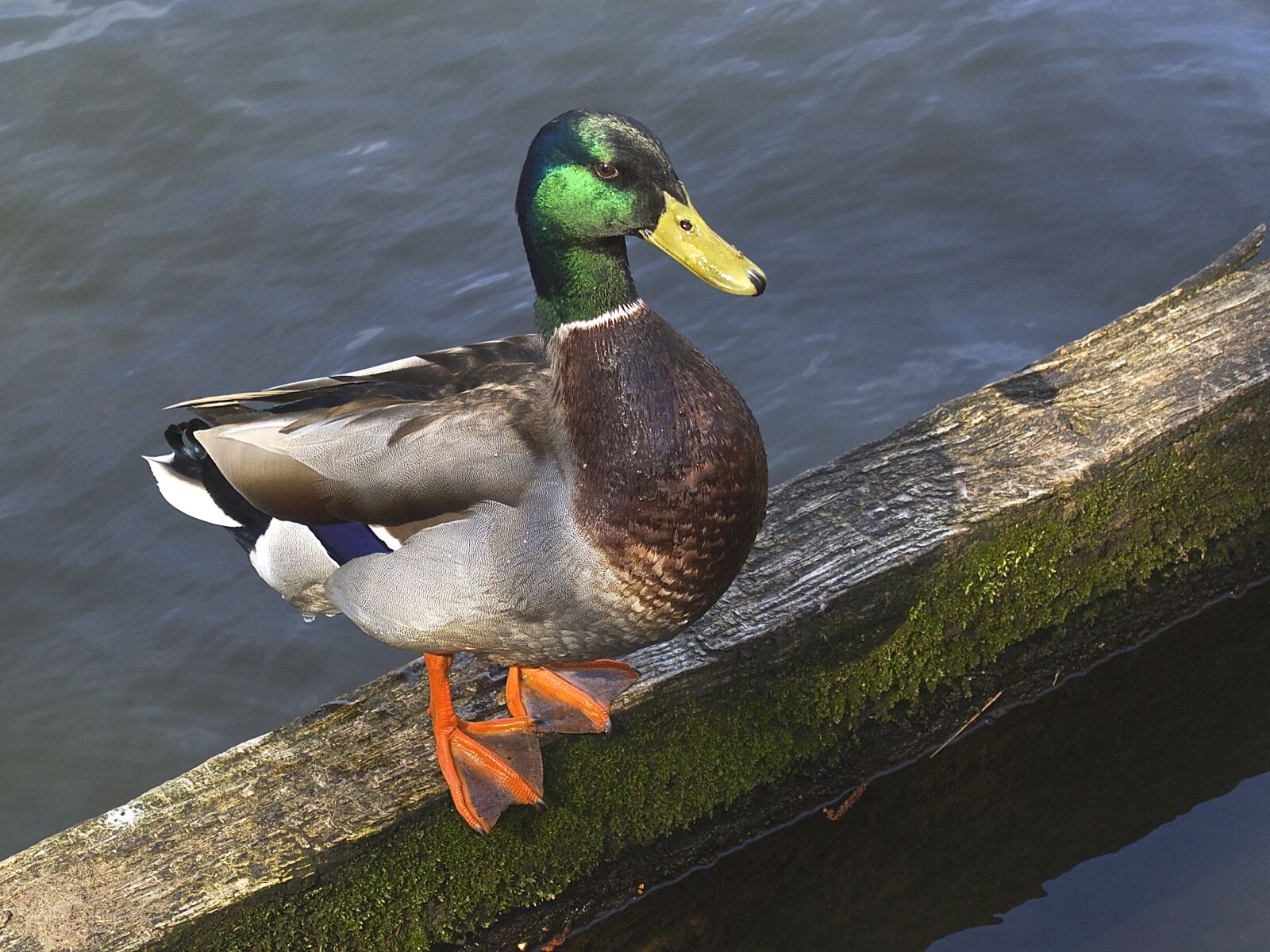 Olympus PEN E-PL5 sample photo. Mallard, drake, plumage photography