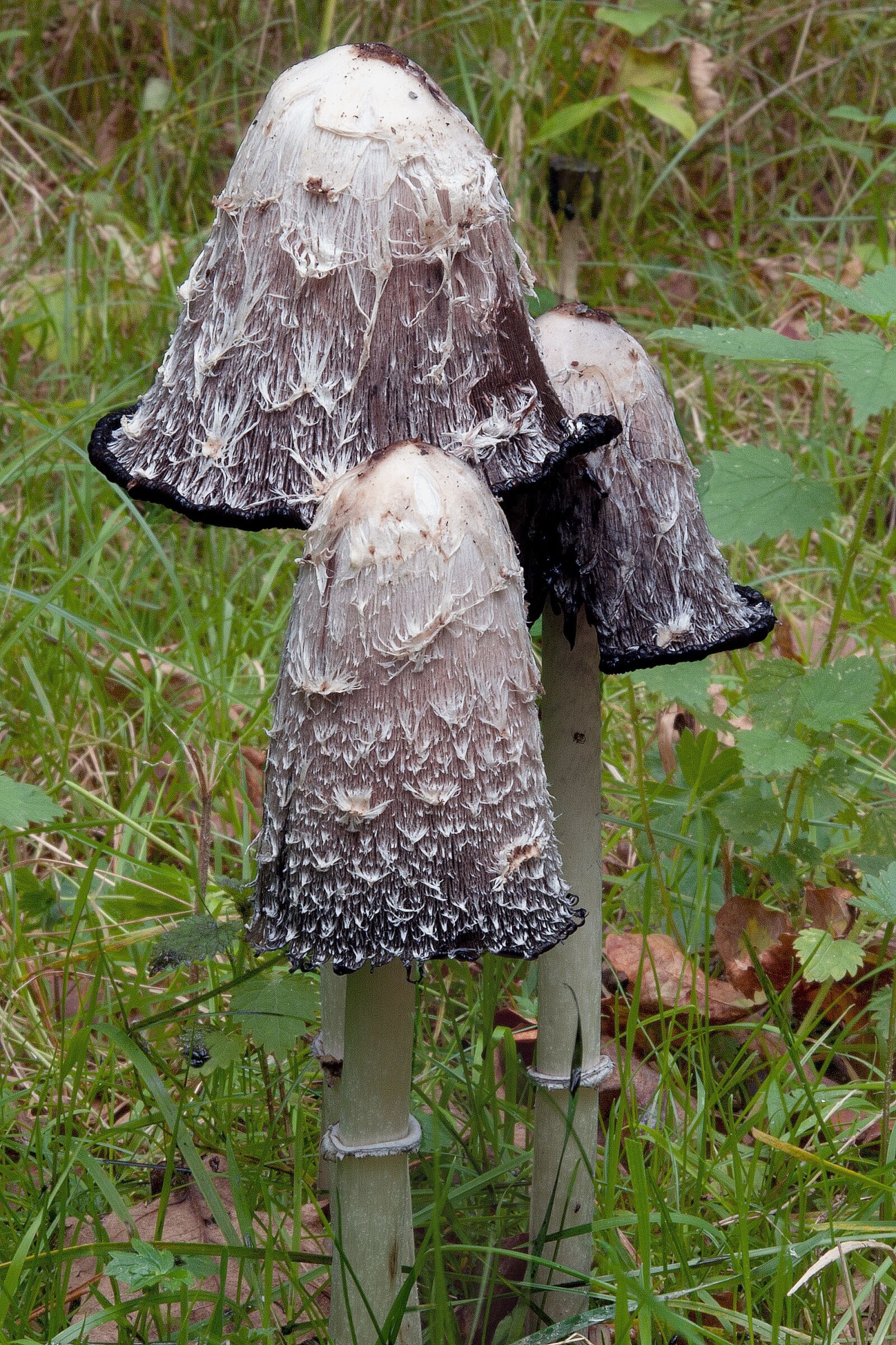 Nikon D80 sample photo. Mushroom, plant, nature photography