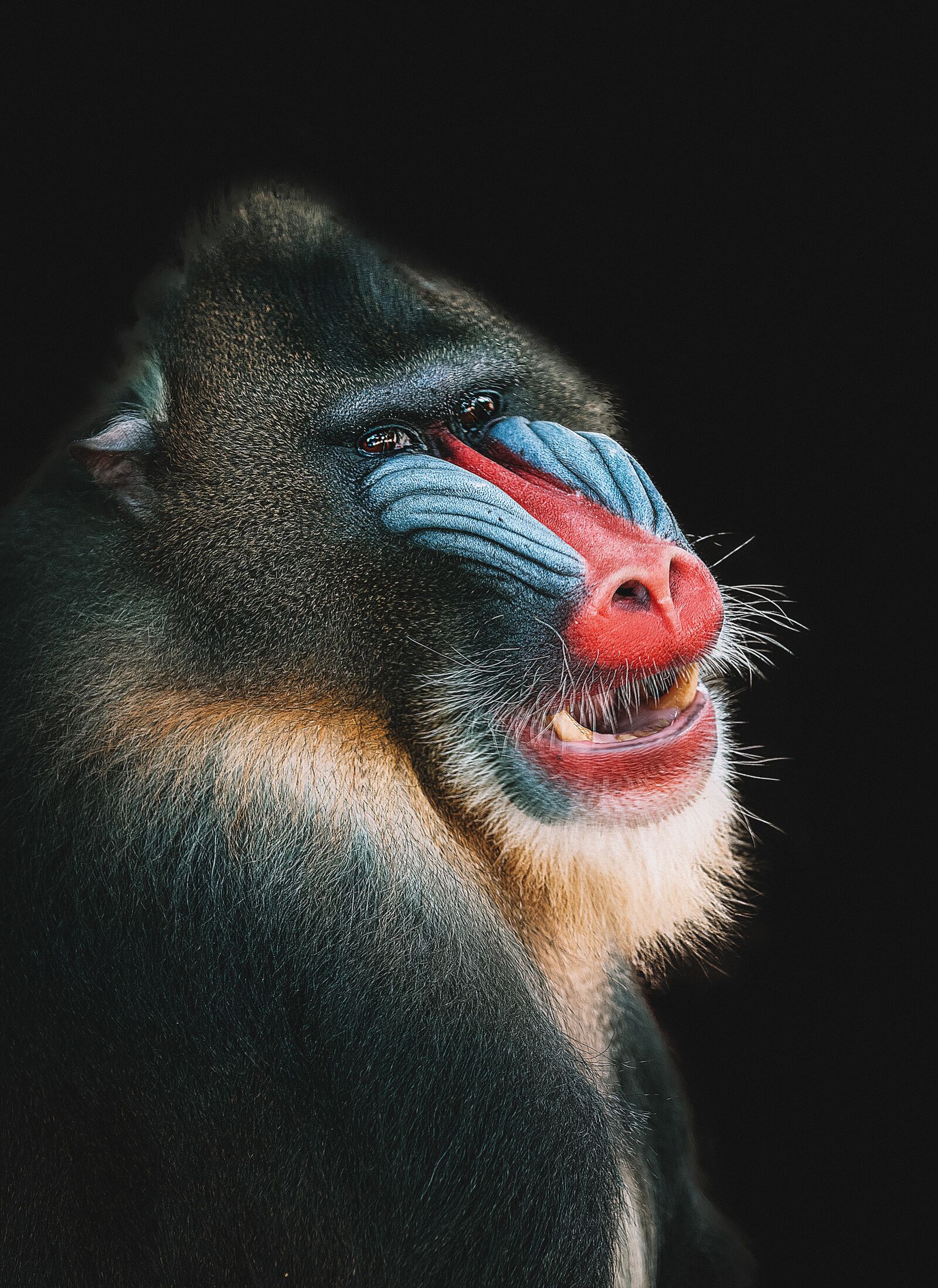 Nikon D850 sample photo. Mandrill, animal, monkey photography