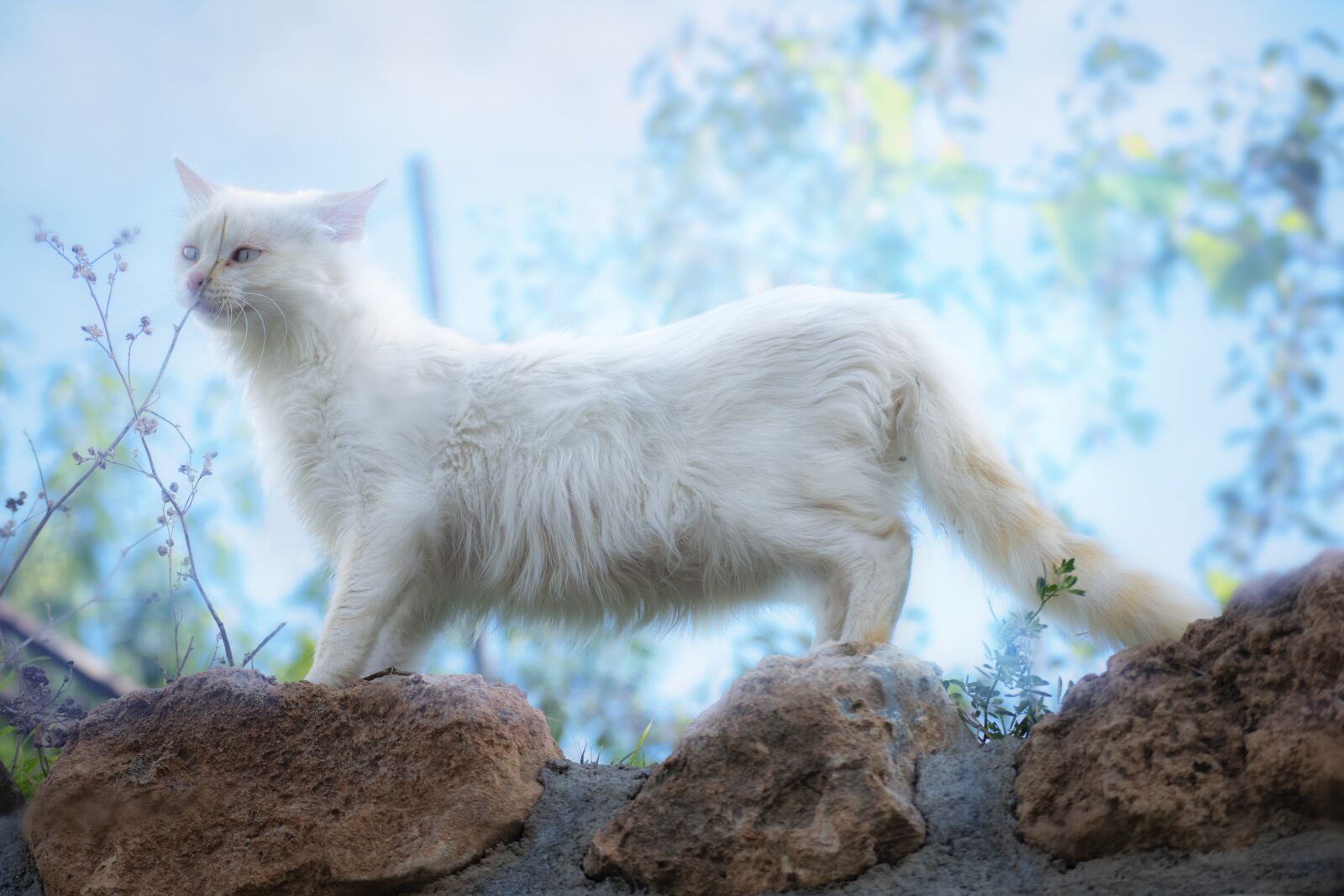 Nikon D3300 sample photo. Cat, white, kitten photography