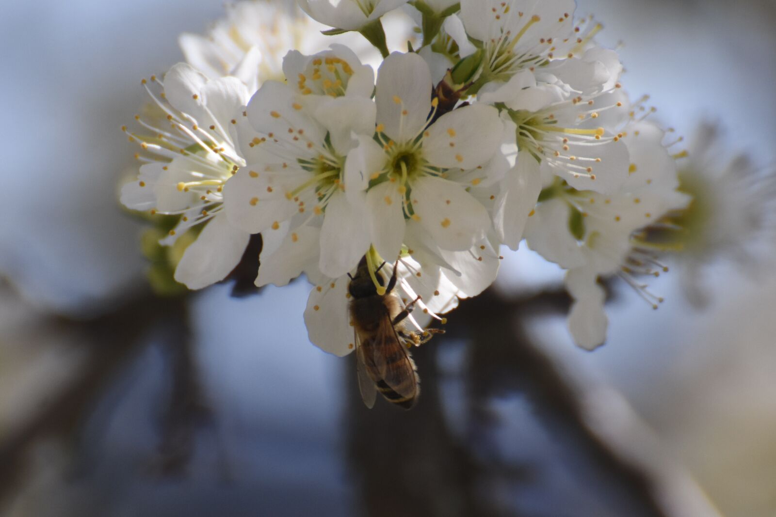 Nikon D7200 sample photo. Bee, flowers, white photography