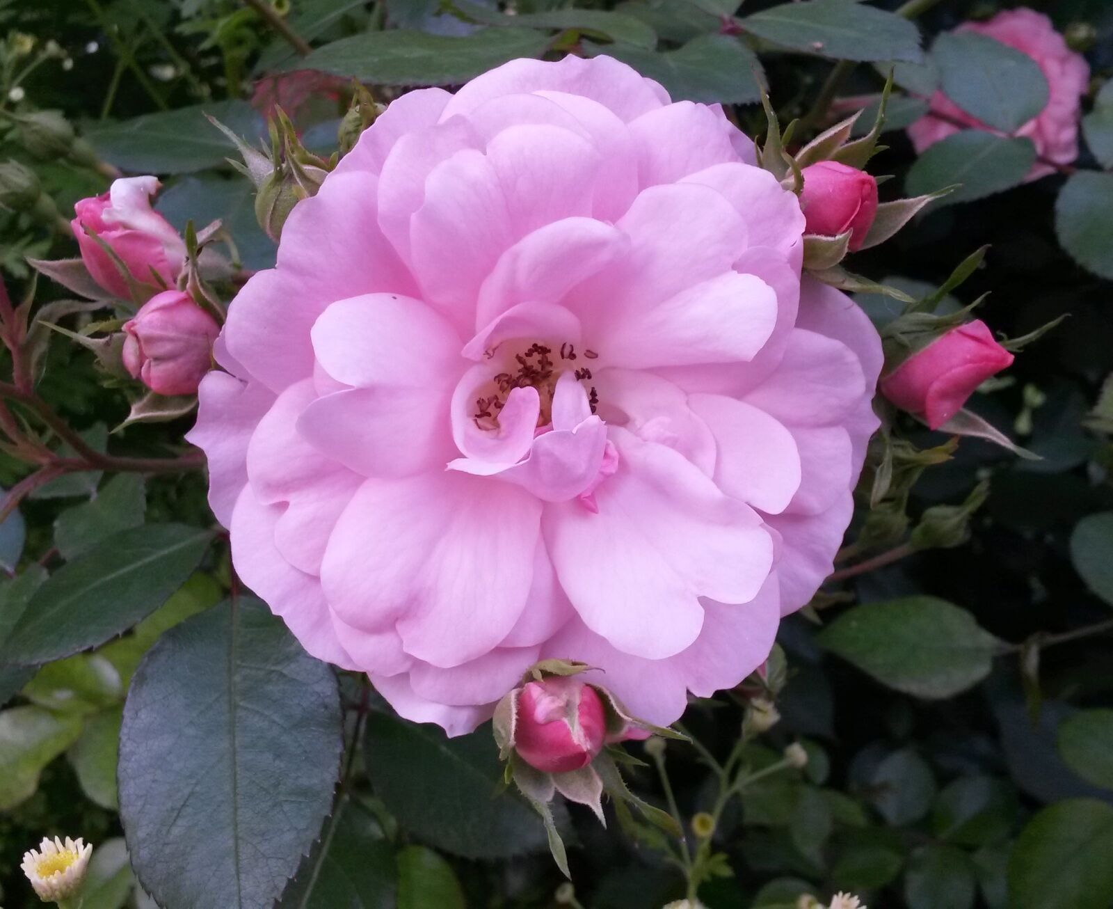 Samsung Galaxy S4 Mini sample photo. Pink, flower, pink flower photography