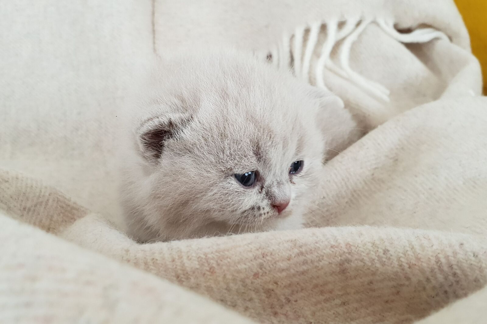 Samsung Galaxy S9+ sample photo. Kittens, cat baby, british photography