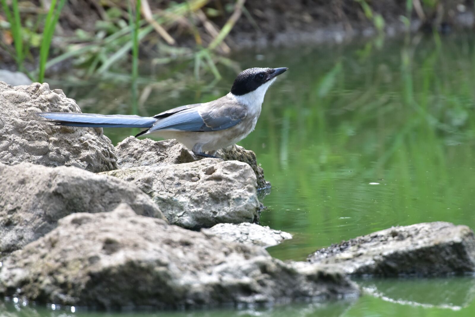 Nikon D810 sample photo. Natural, bird, wild animals photography