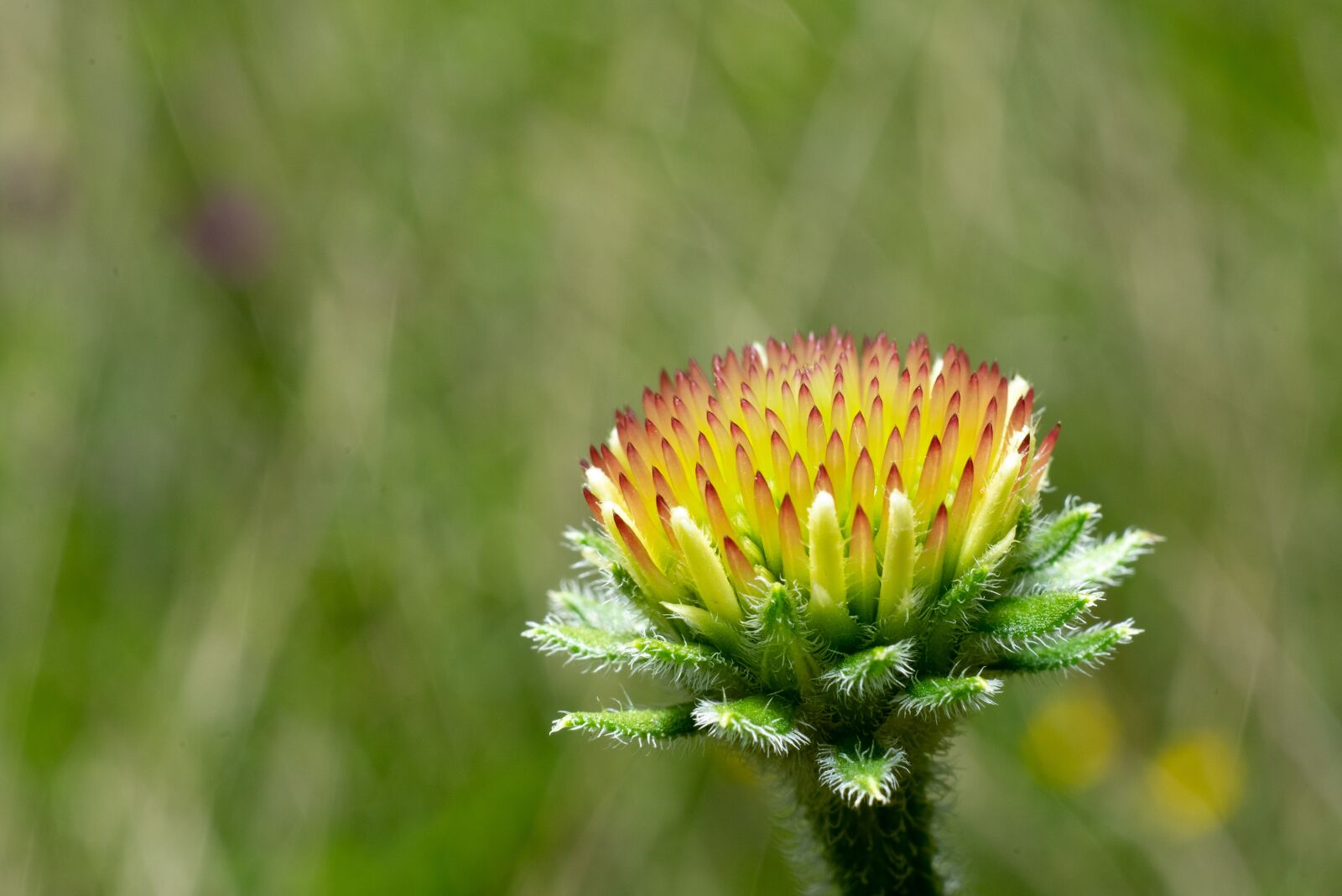 Sony a7 II + Sony FE 50mm F1.8 sample photo. Green, flower, nature photography