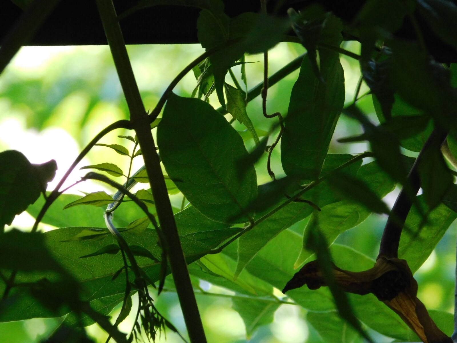 Nikon Coolpix B500 sample photo. Nature, plants, light photography