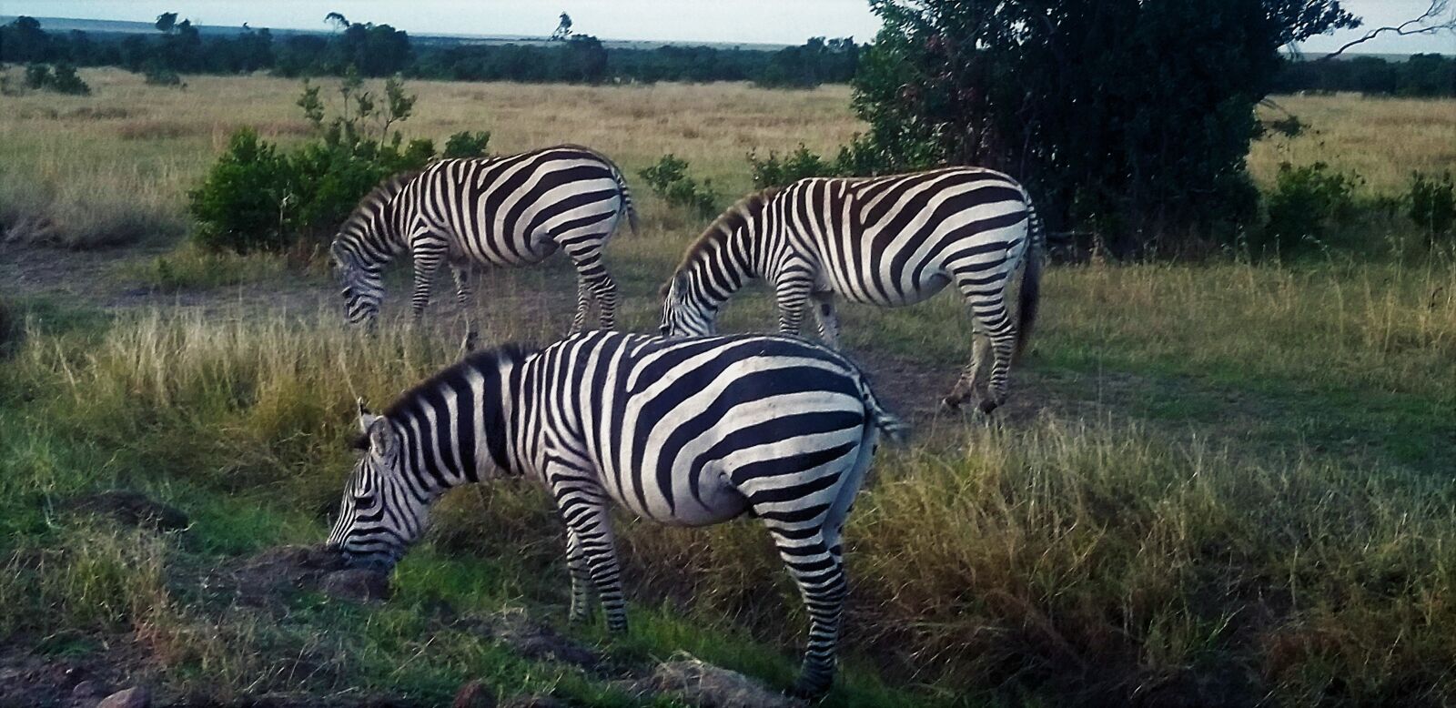 Samsung Galaxy S8+ sample photo. Zebra, africa, kenya photography