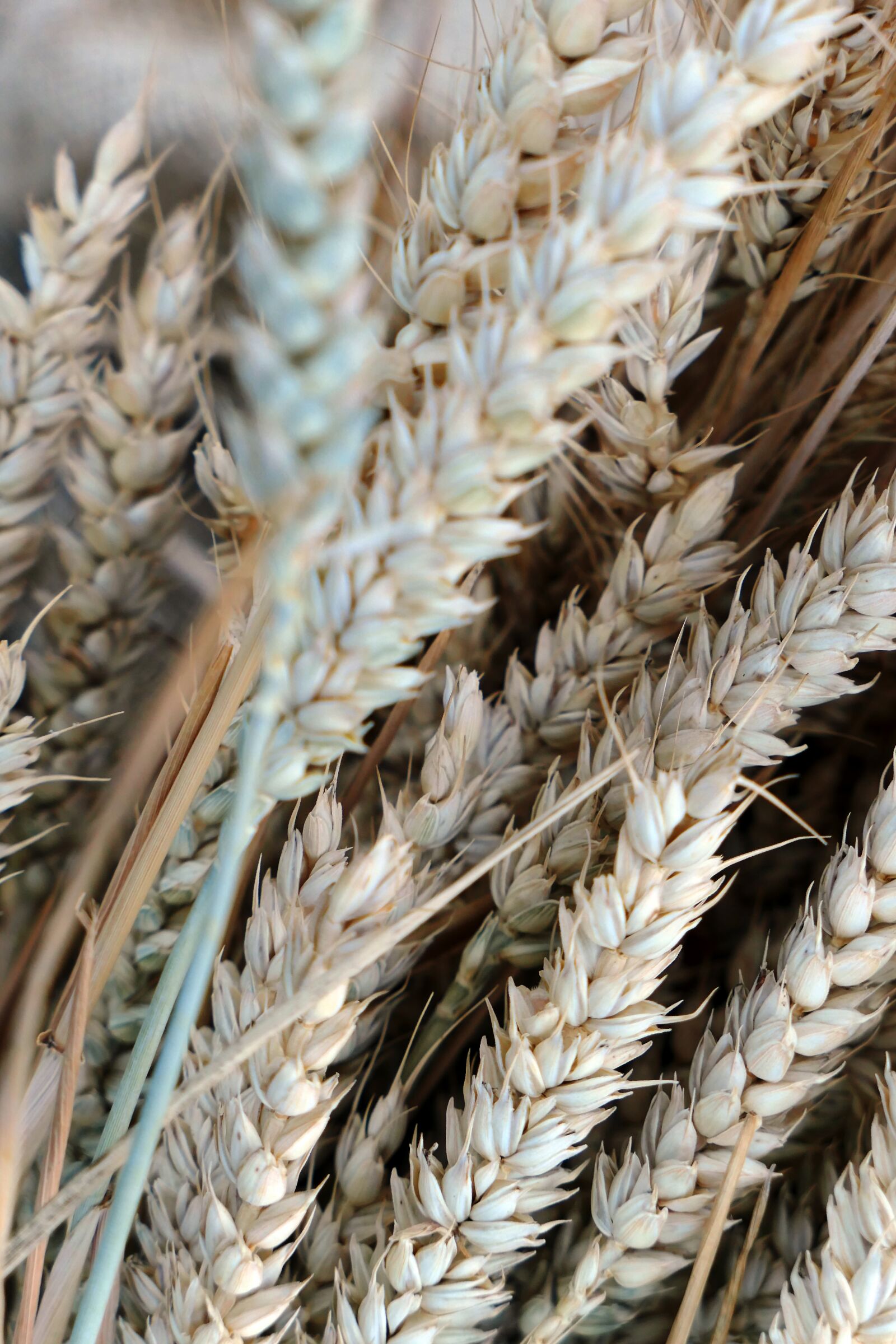 Panasonic Lumix DMC-LX10 (Lumix DMC-LX15) sample photo. Cereals, bread, wheat photography