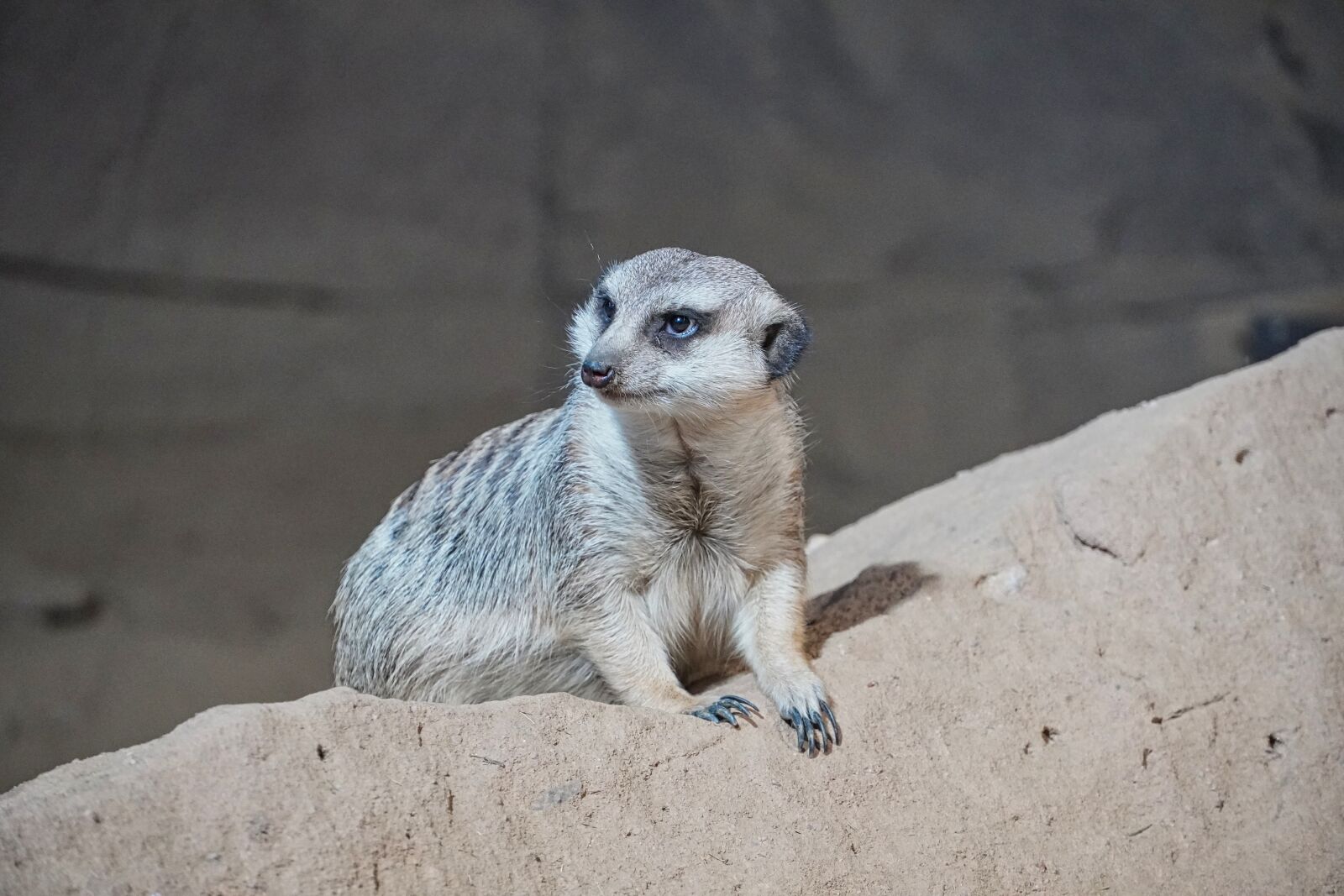 Sony a6400 sample photo. Meerkat, animal, animal world photography
