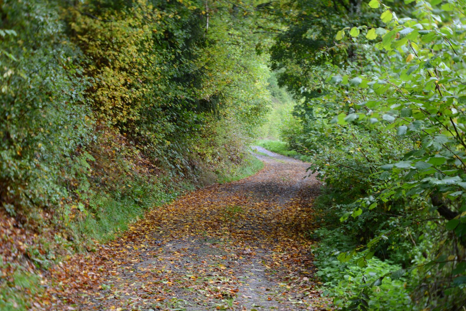 Nikon D600 sample photo. Forest path, autumn, october photography