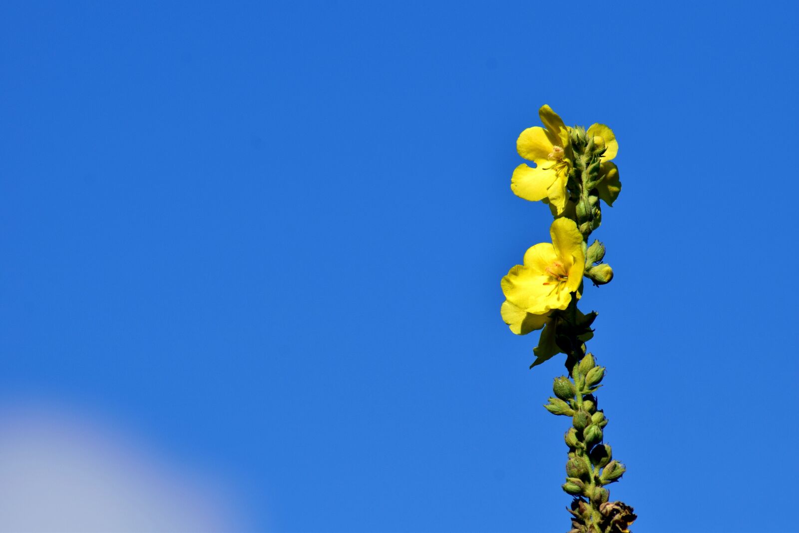 Nikon D3300 sample photo. Mullein, yellow, nature photography