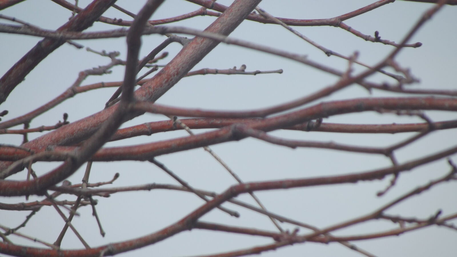 Fujifilm FinePix S2980 sample photo