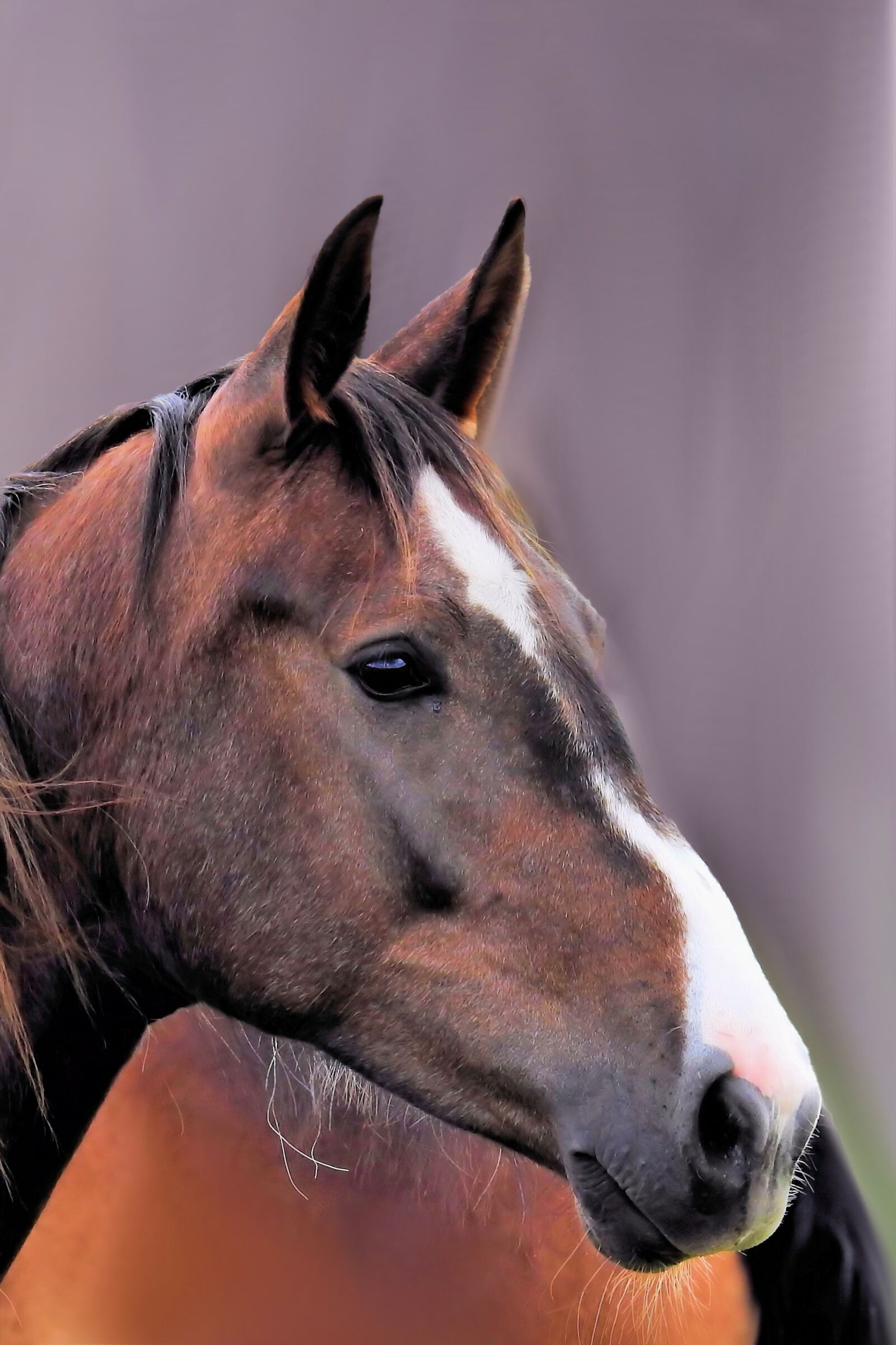 Nikon Coolpix P900 sample photo. Horse, horse head, animal photography