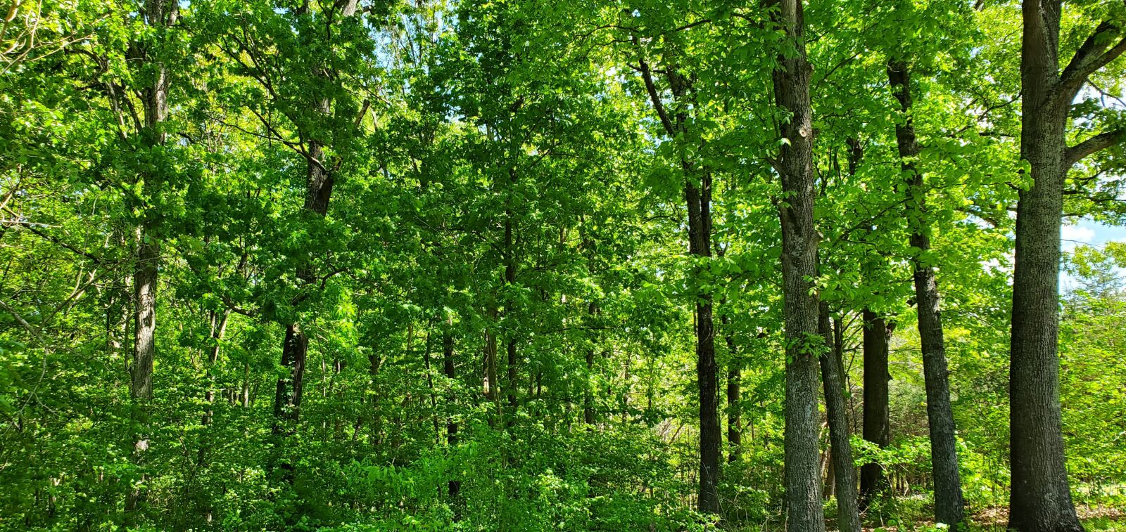 Samsung Galaxy S10 sample photo. Trees, forest, nature photography