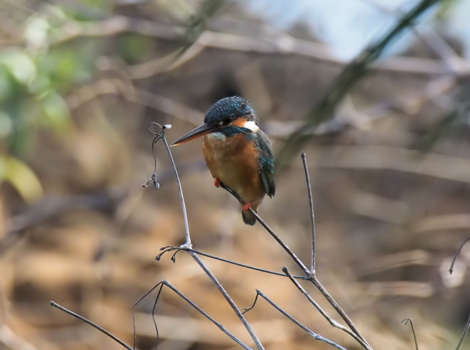 Olympus OM-D E-M1 sample photo. Wild, wildlife, bird photography
