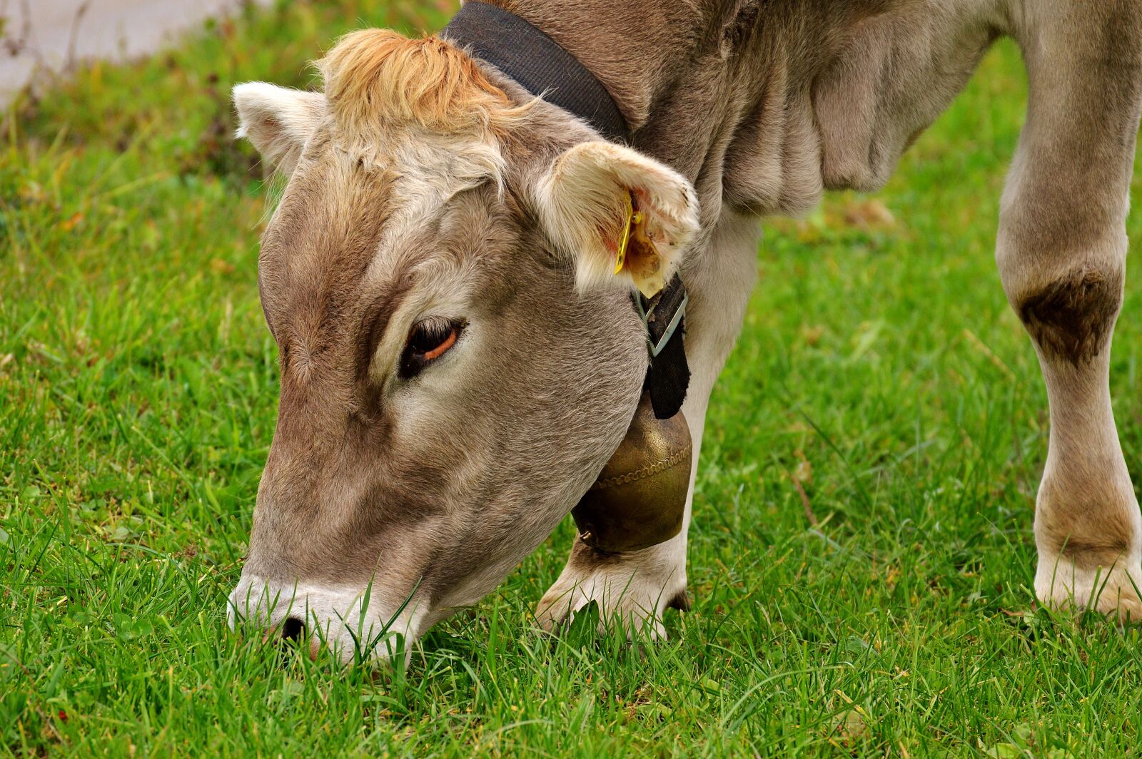 Nikon D3200 sample photo. Cow, allgäu, cows photography