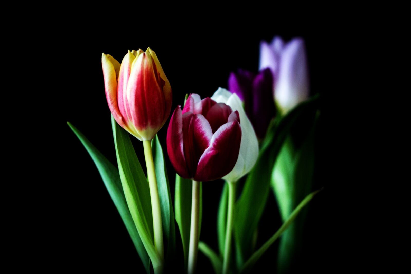 Canon EOS 600D (Rebel EOS T3i / EOS Kiss X5) sample photo. Tulip, nature, flower photography